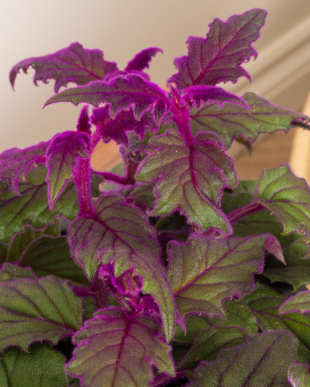 Velvet Plant