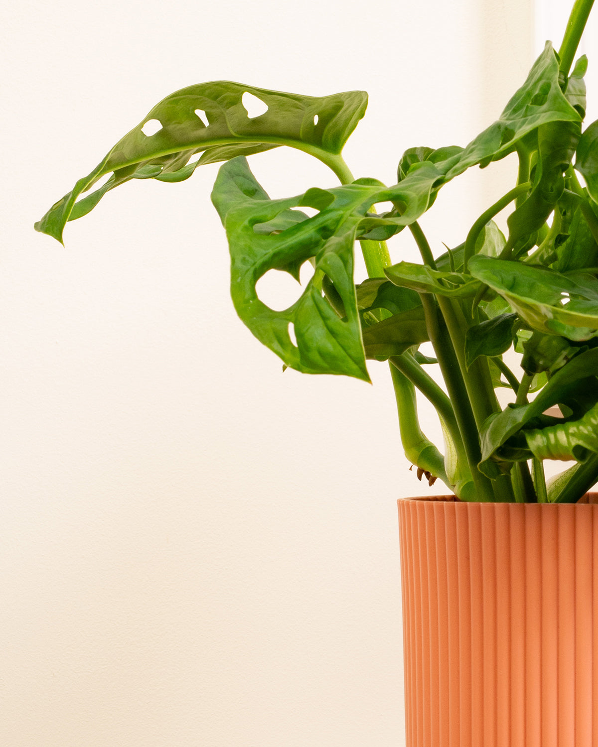 Window-Leaf Monstera Plant
