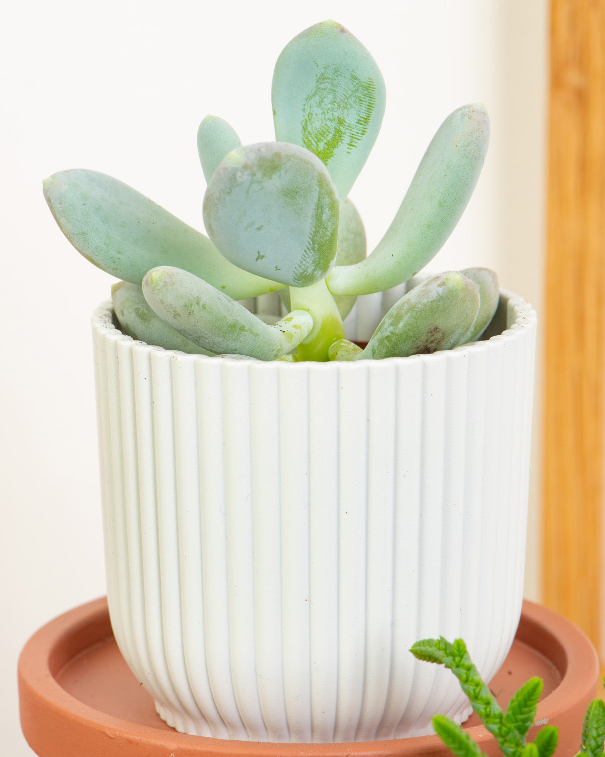 Succulent Mix