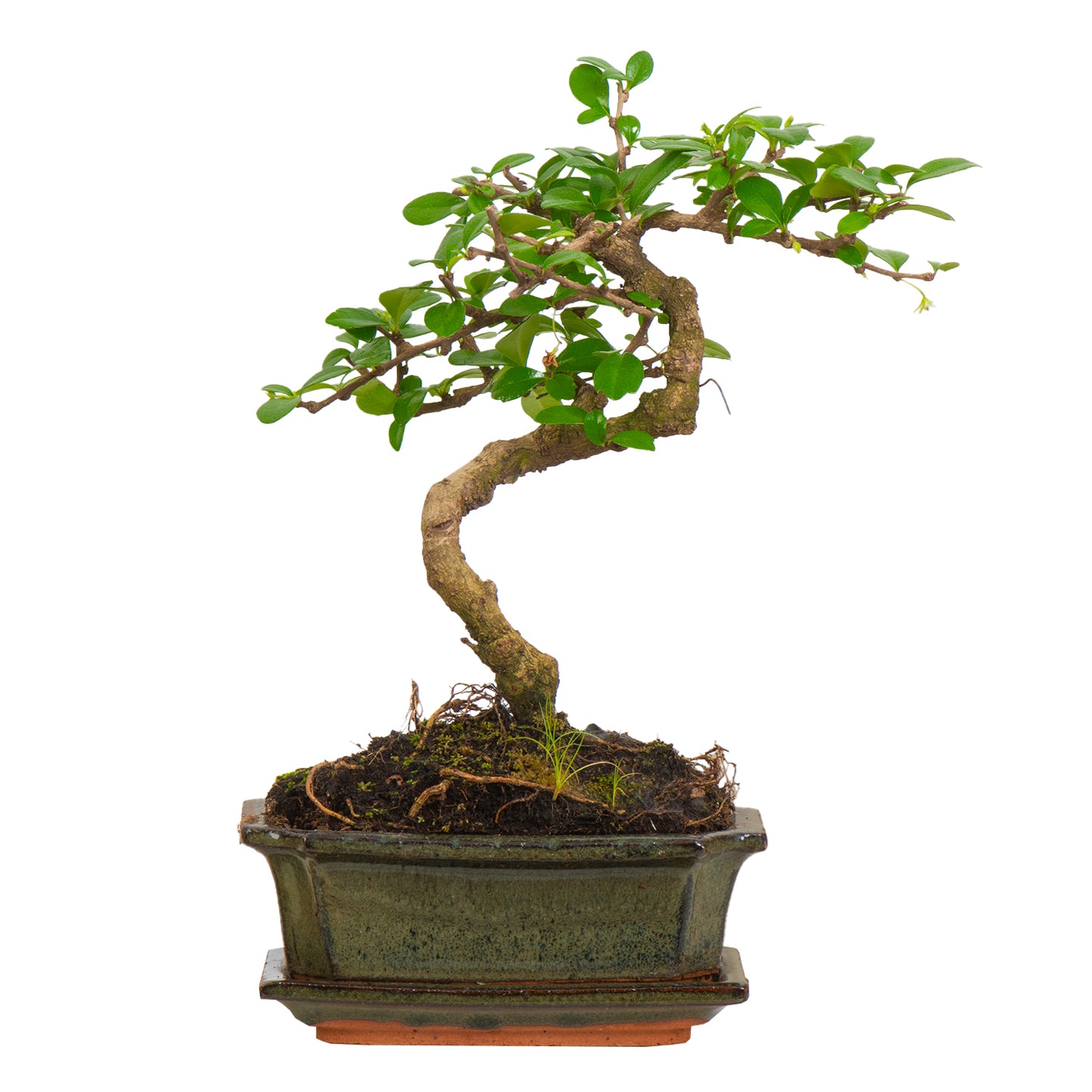 Chinese Elm Bonsai