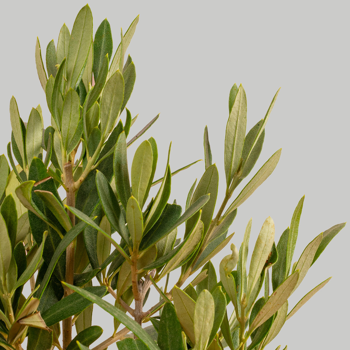 Olive Tree