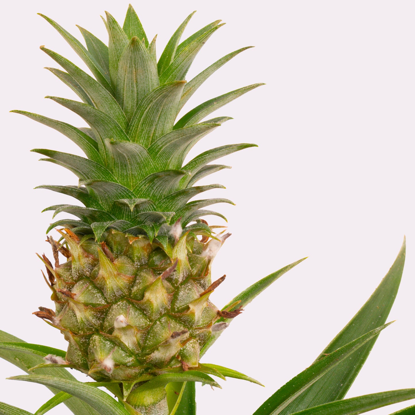 Pineapple Plant
