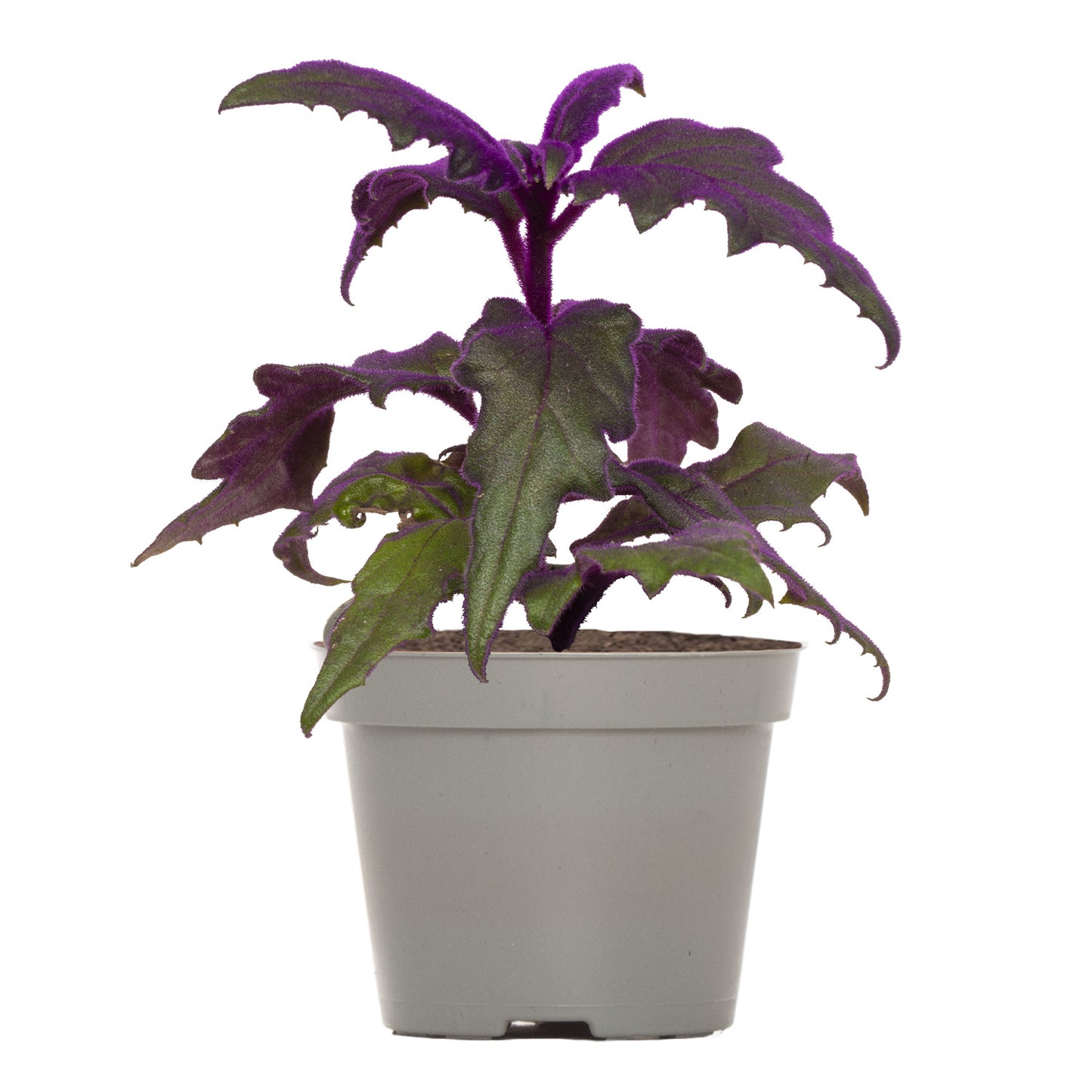 Lil' Velvet Plant