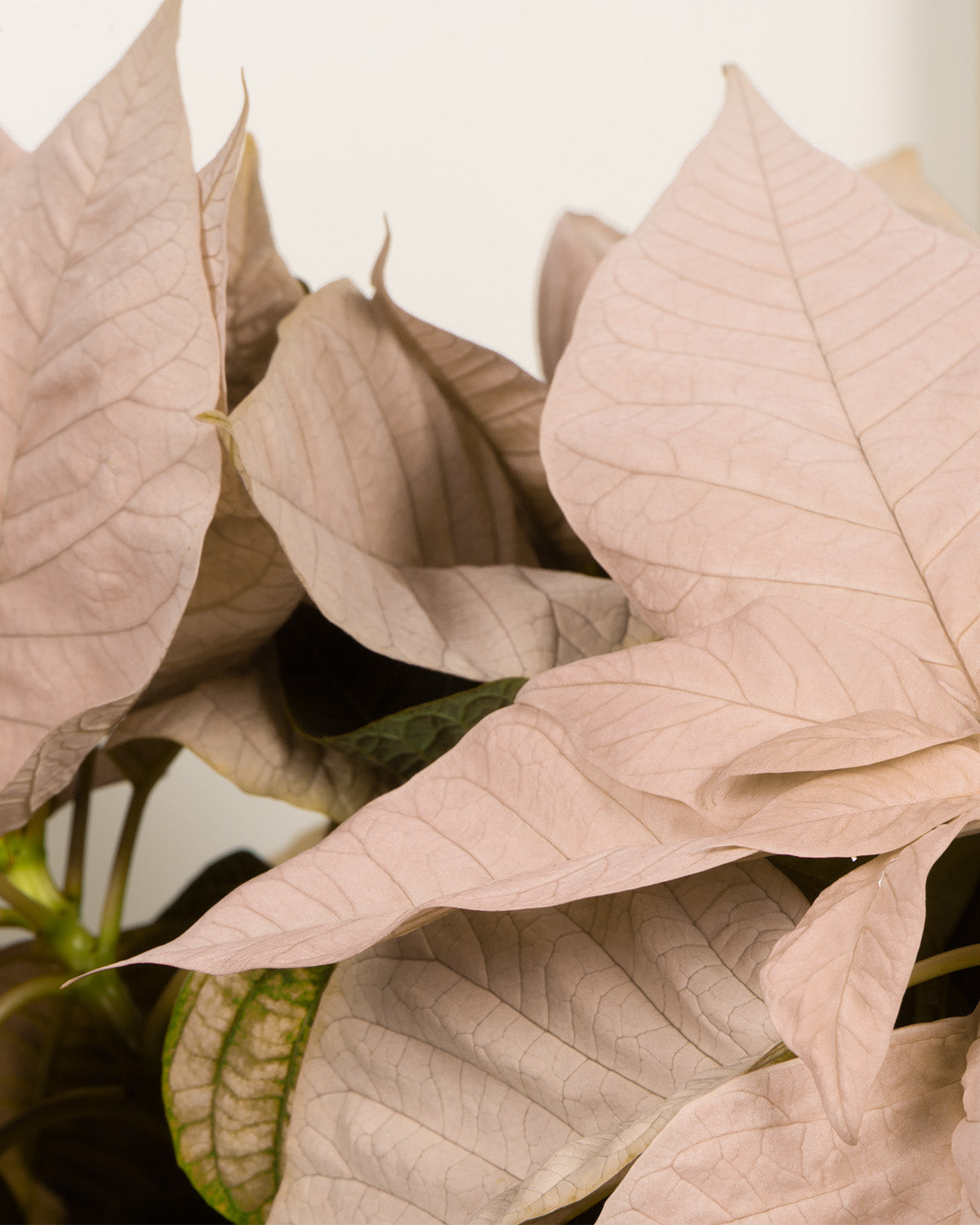 White Poinsettia