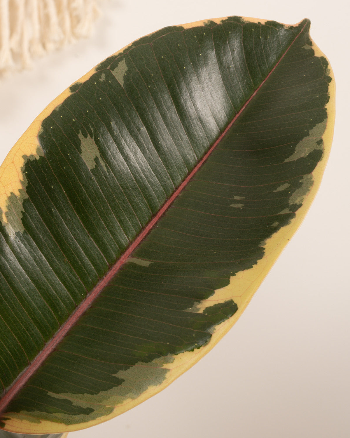 Tineke Rubber Plant