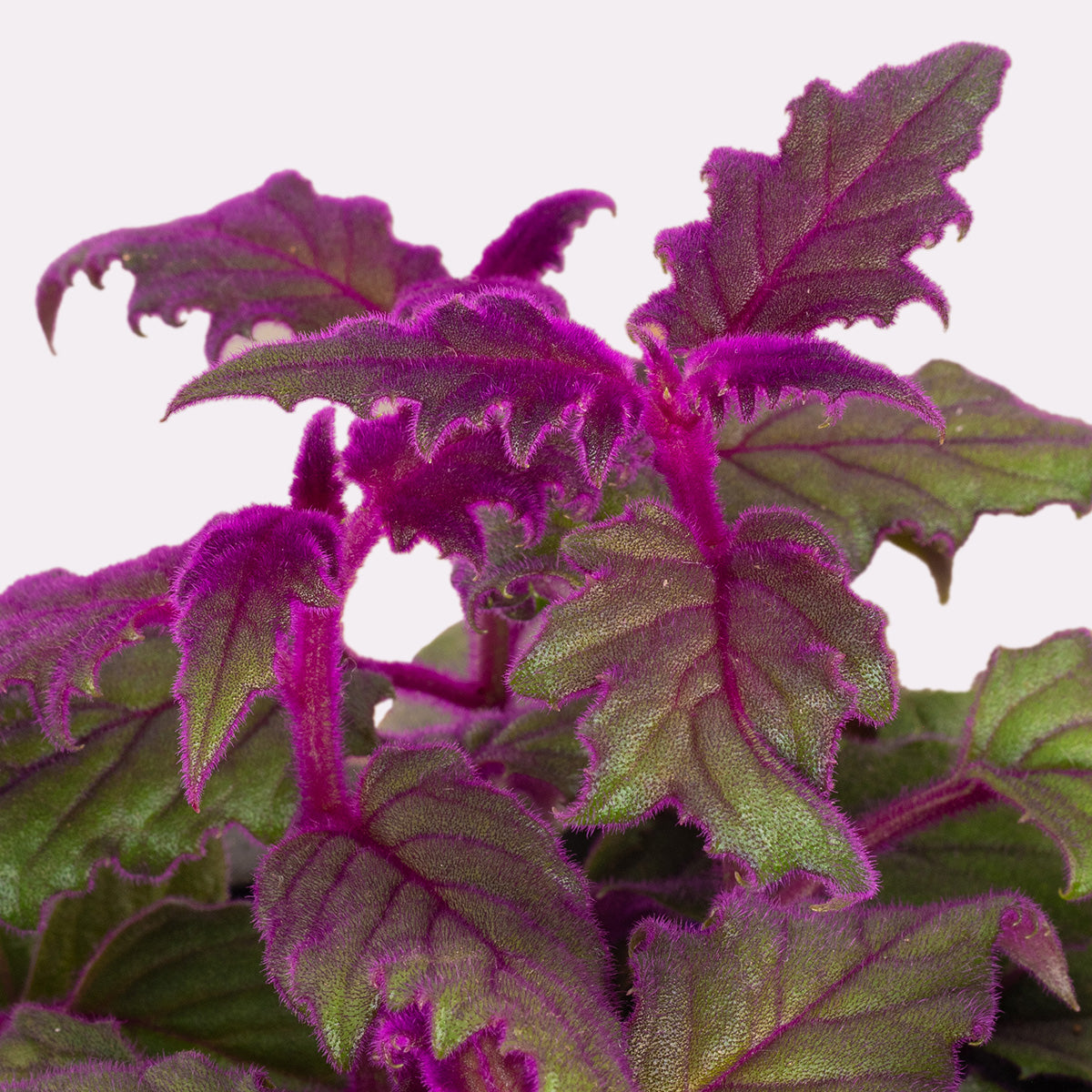 Velvet Plant