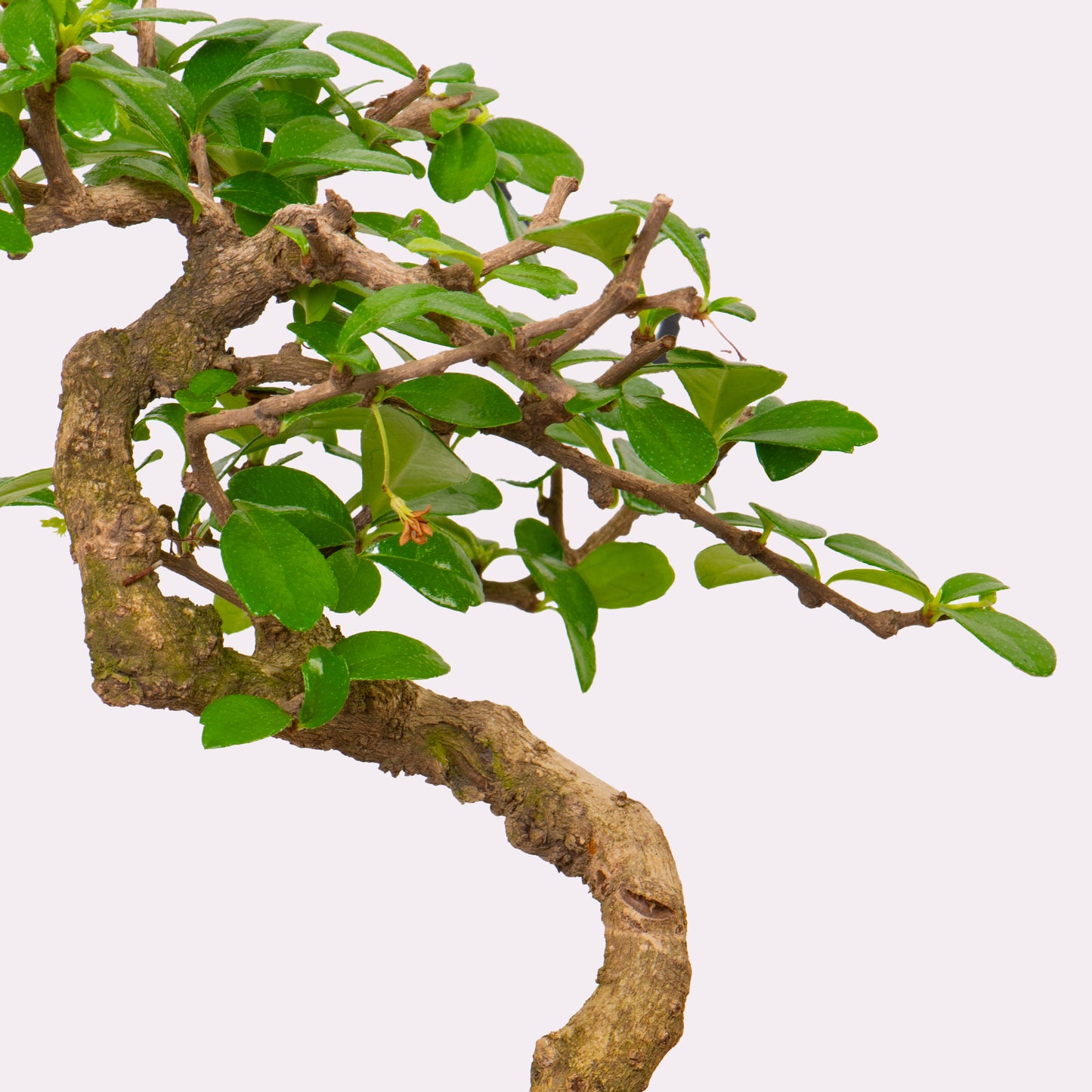 Chinese Elm Bonsai