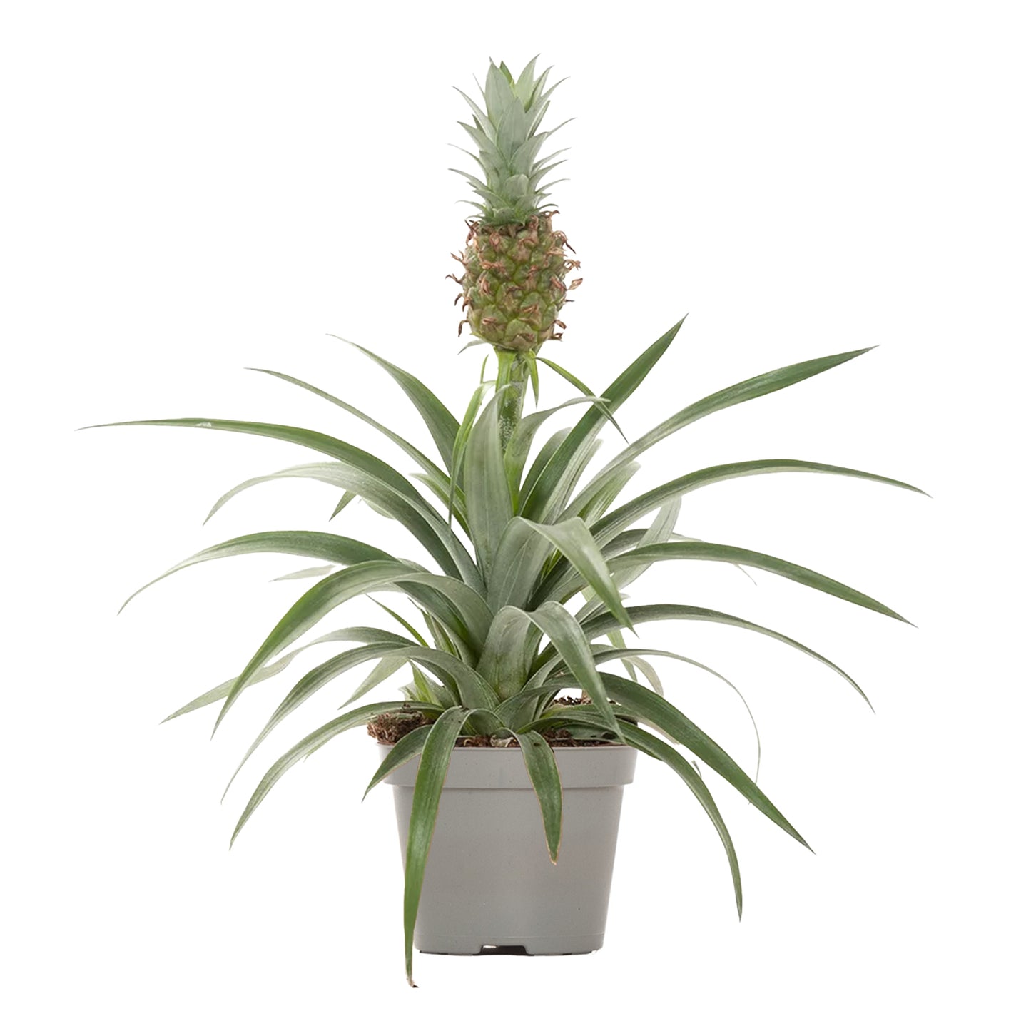 Pineapple Plant