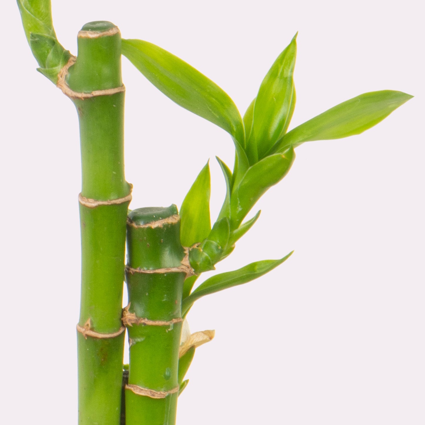 Lil' Lucky Bamboo