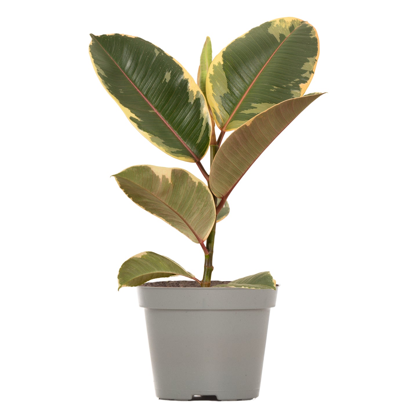Tineke Rubber Plant