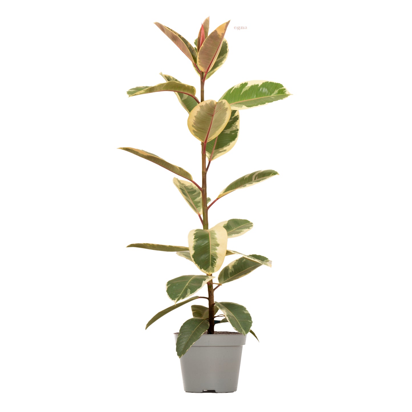Tineke Rubber Plant