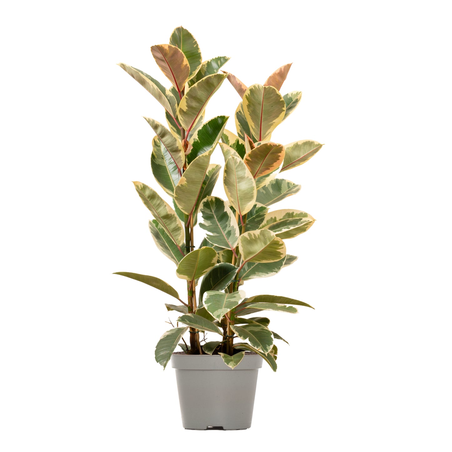 Tineke Rubber Plant