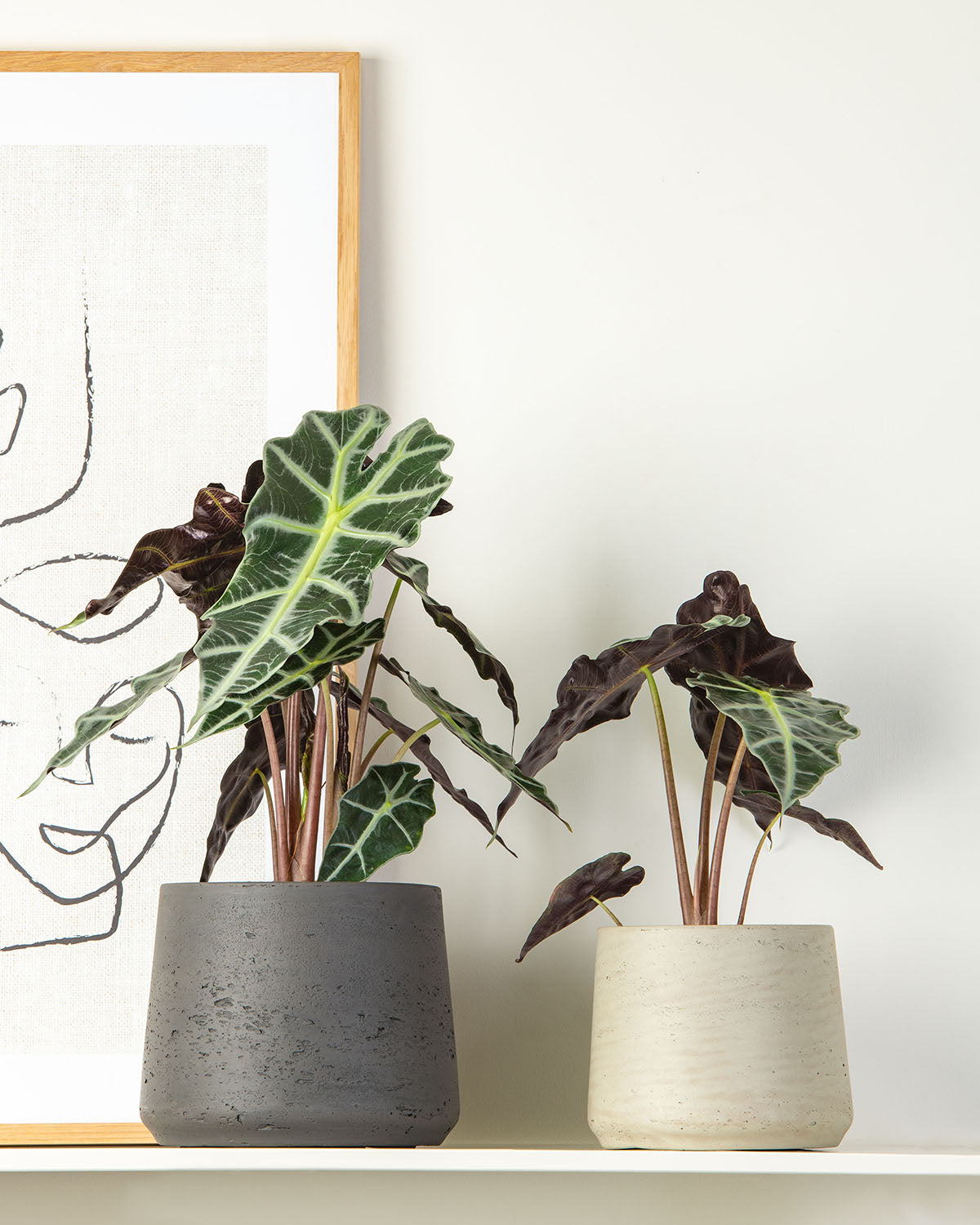 African Mask Plant | Alocasia Polly