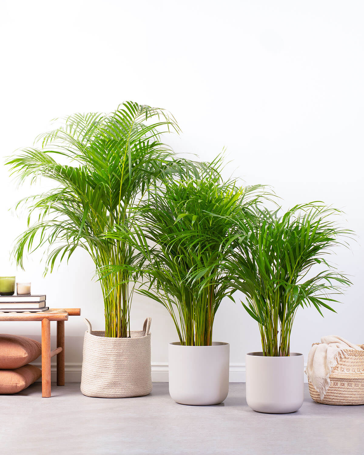 Areca Palm