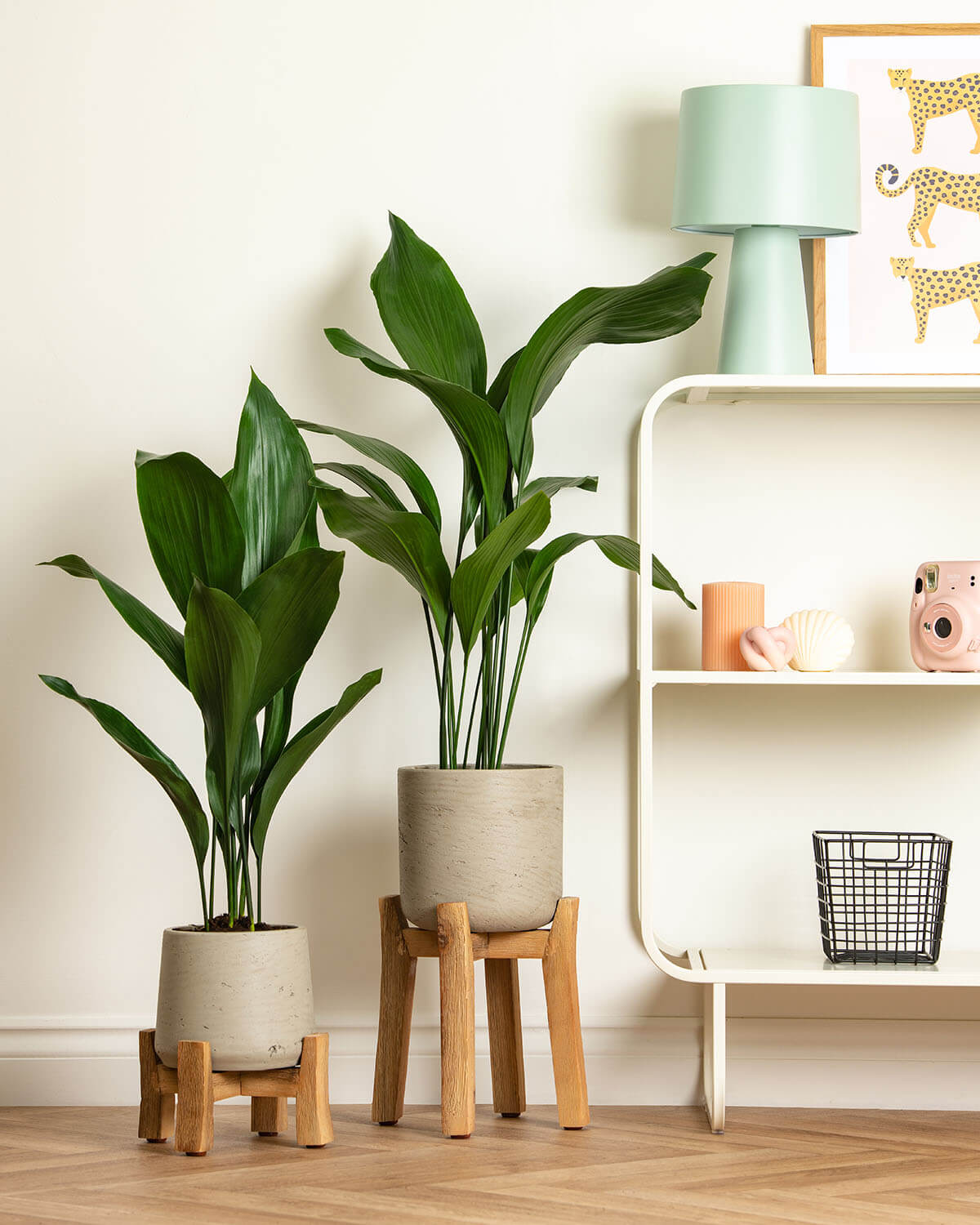 cast iron plant pot size Cast Iron Plant | Aspidistra Elatior