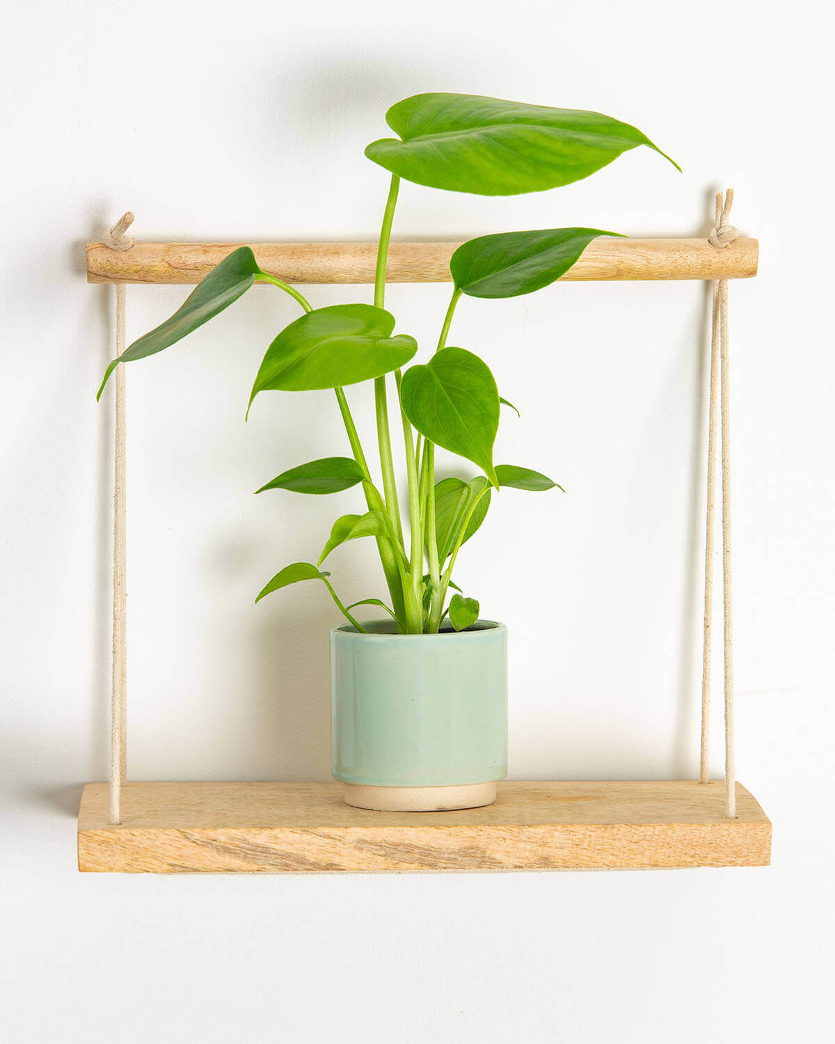 young swiss cheese plant Lil' Swiss Cheese Plant | Monstera Deliciosa