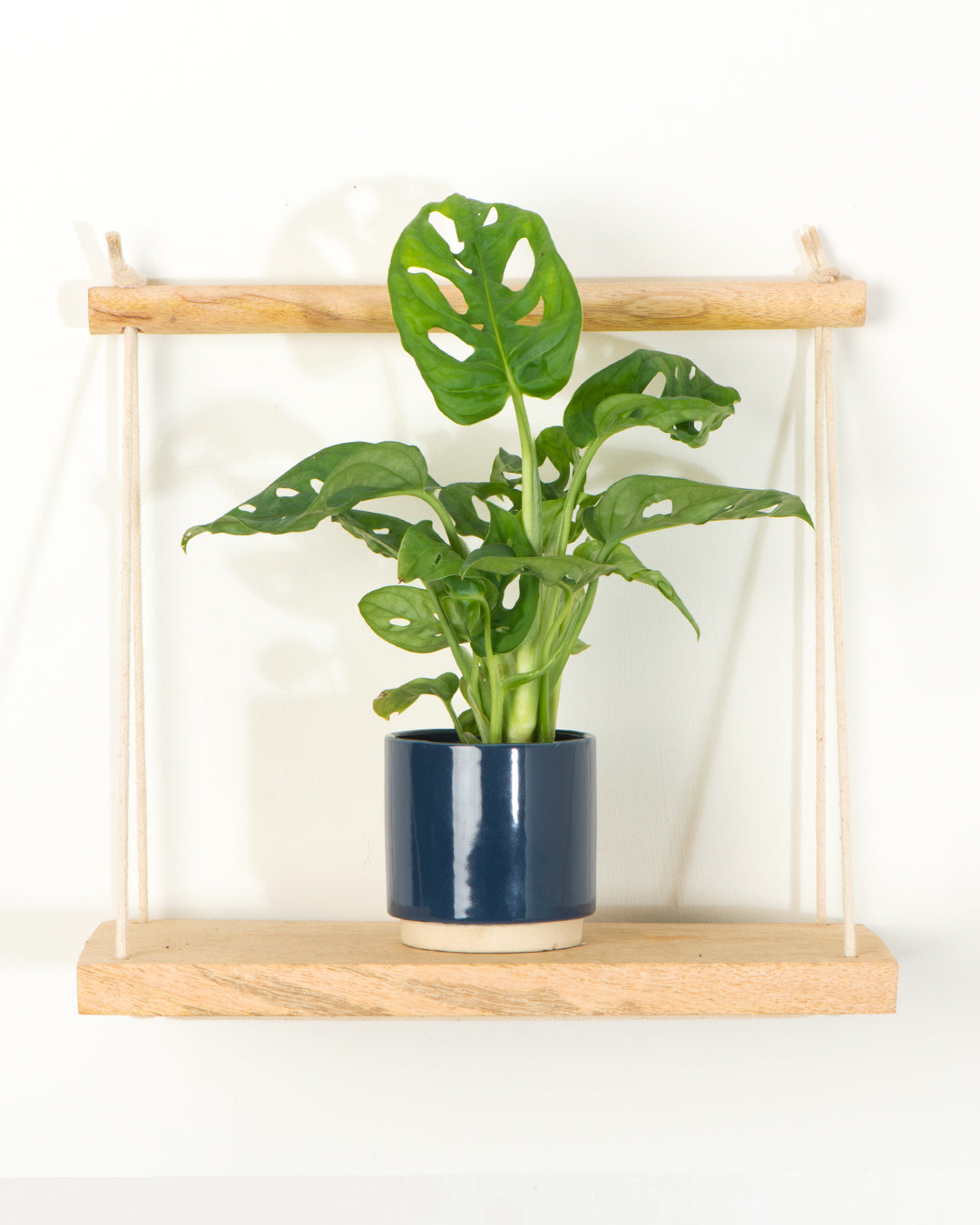 Lil' Monstera Obliqua