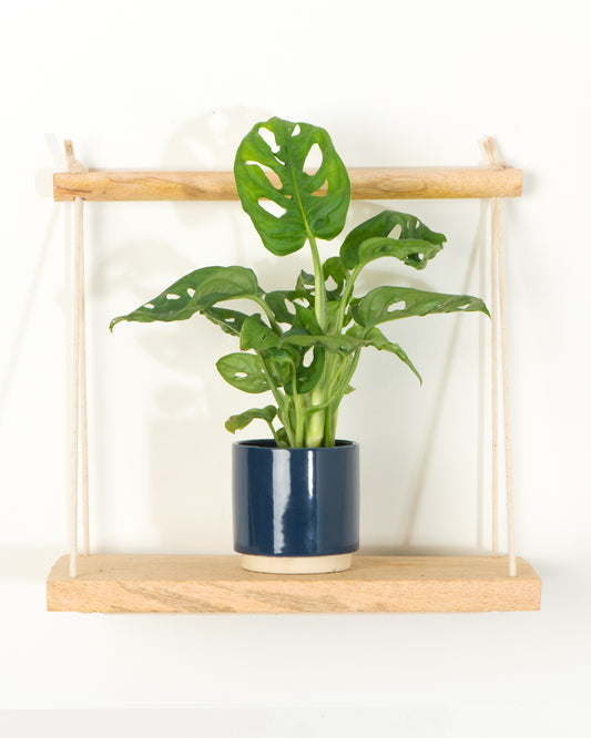 Lil' Monstera Obliqua