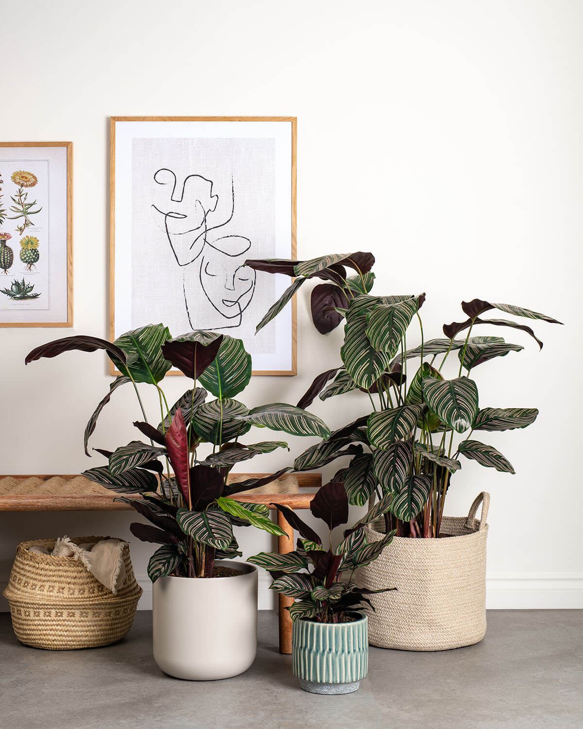 calathea ornata indoor plant Ornata Prayer Plant | Calathea Ornata