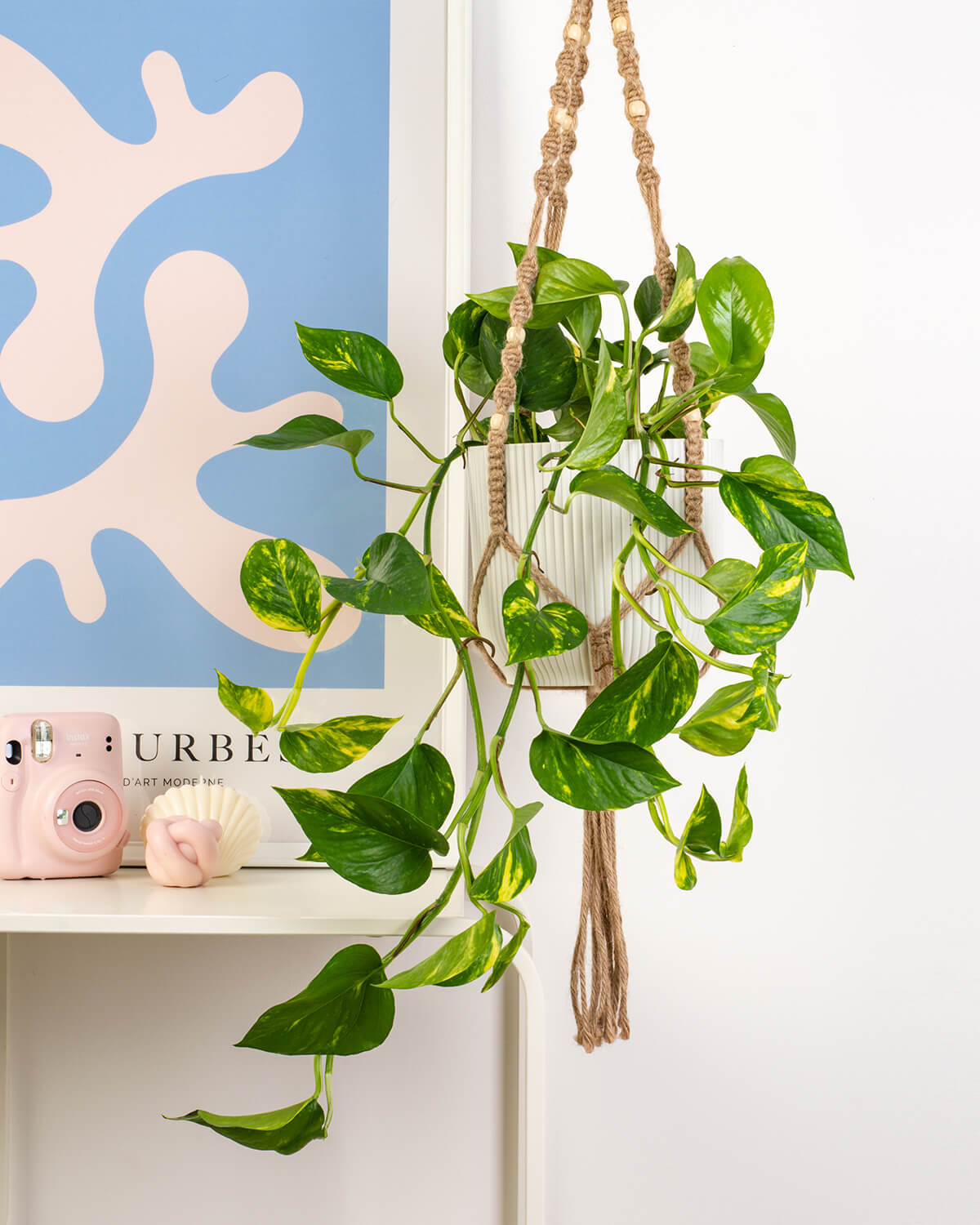 pothos ivy flower Devils Ivy | Epipremnum Aureum