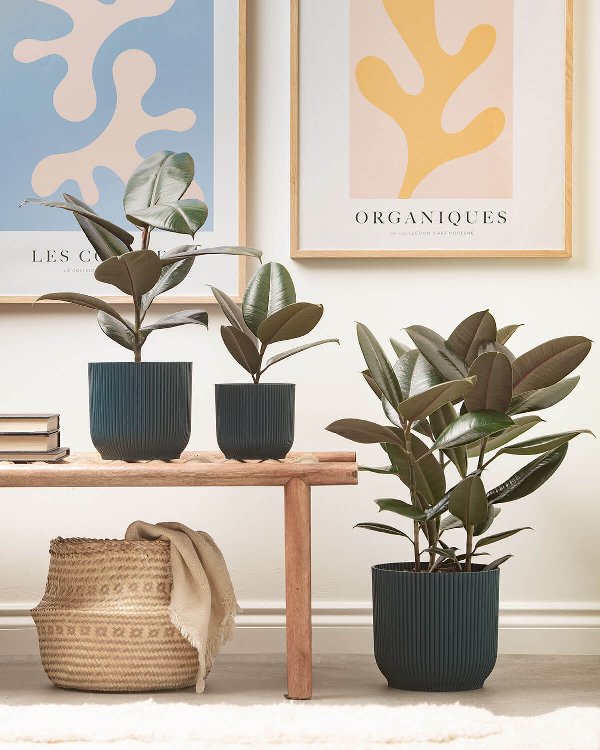 25 35cm ficus abidjan rubber plant 12cm pot house plant Abidjan Rubber Plant | Ficus Abidjan