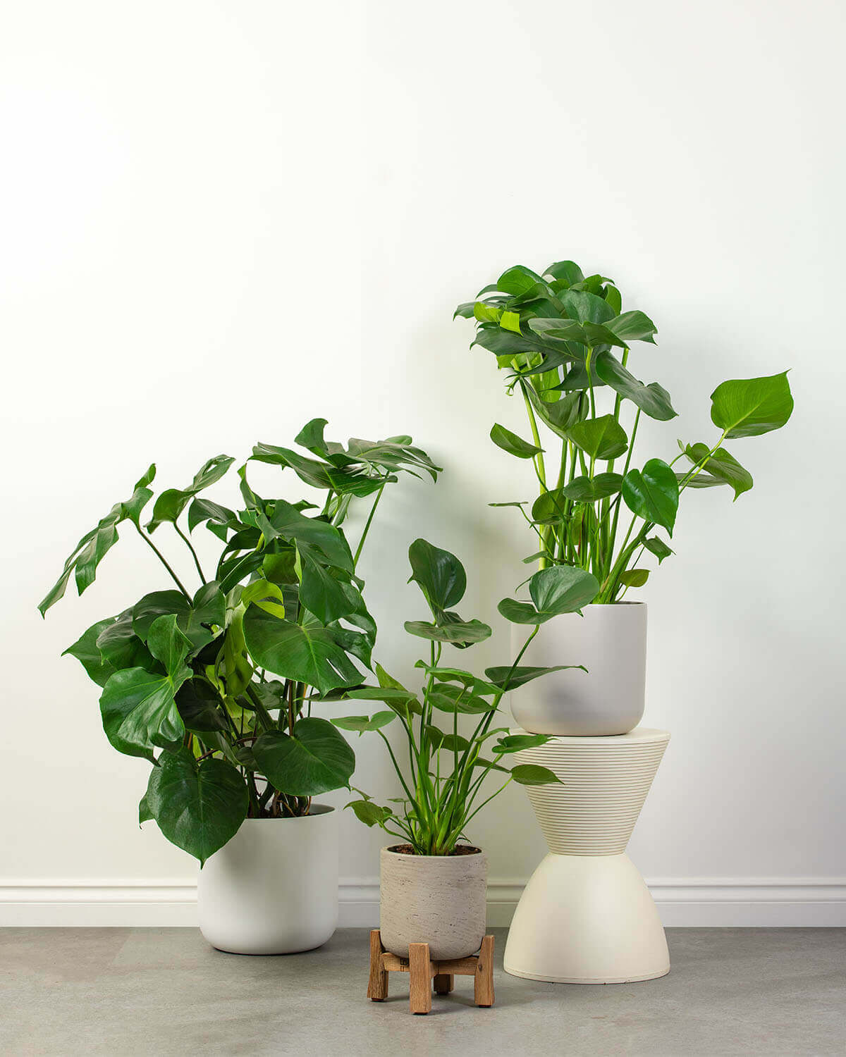 monstera deliciosa swiss cheese plant nursery pot 19cm Swiss Cheese Plant | Monstera Deliciosa