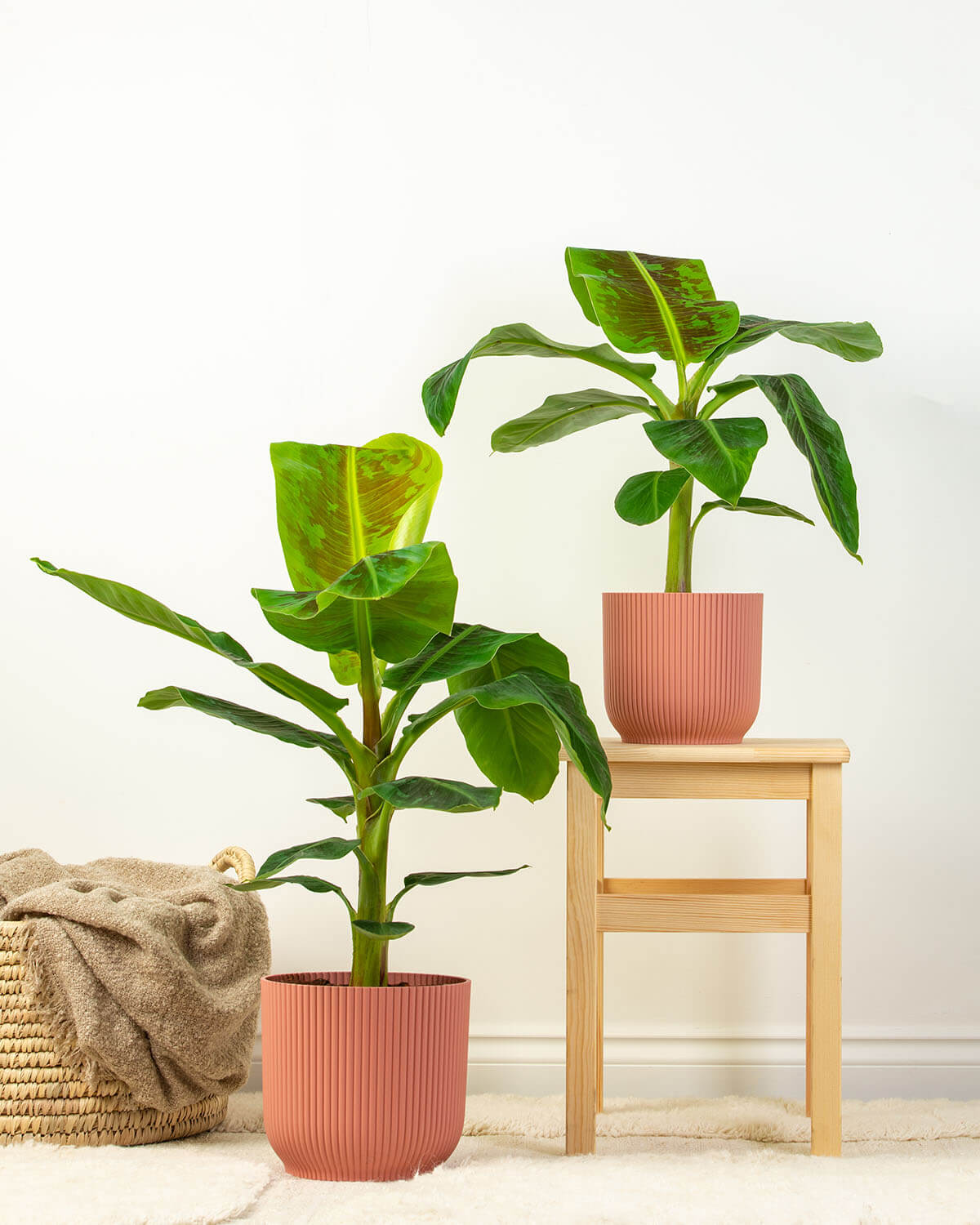 Banana Plant