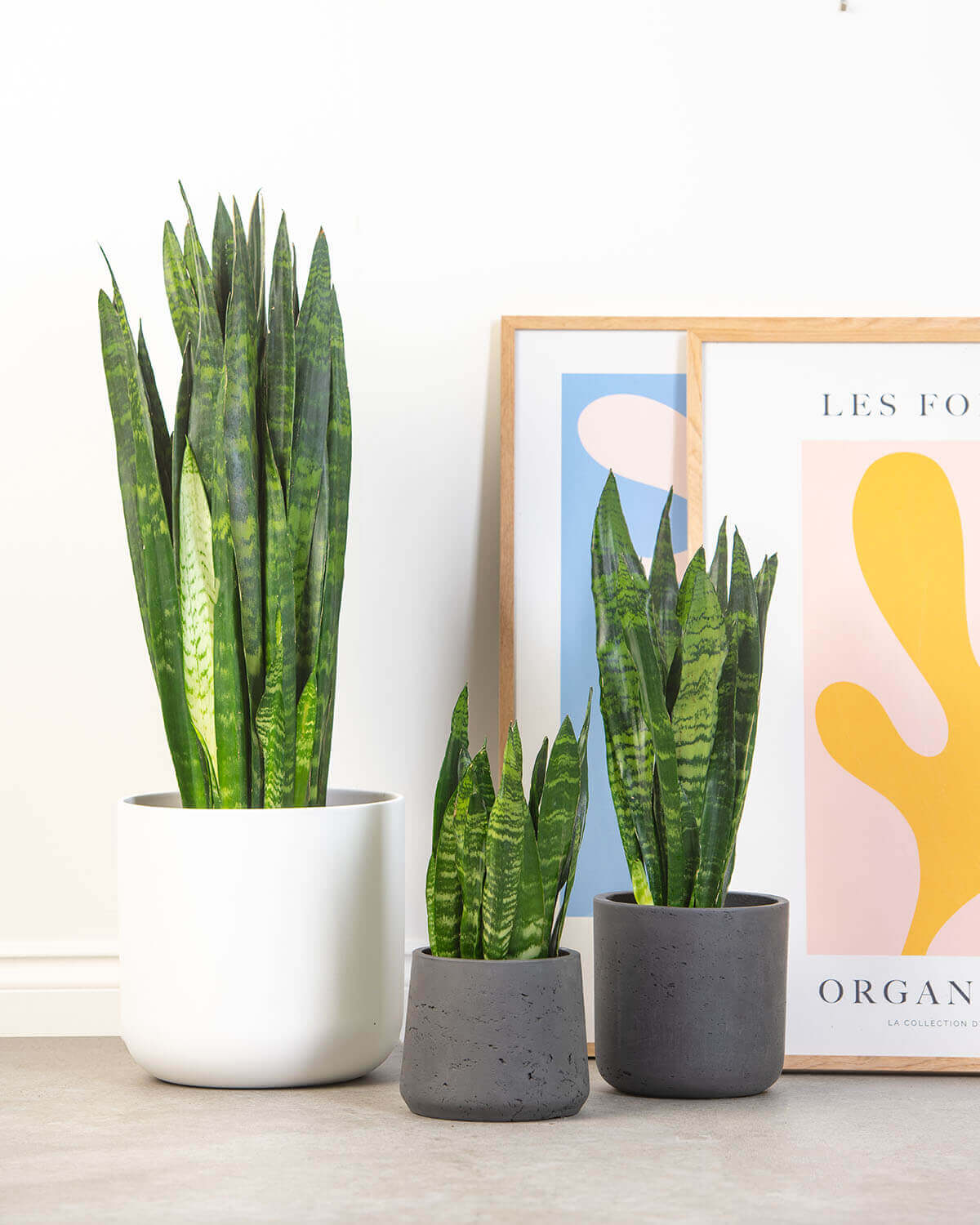 Black Coral Snake Plant