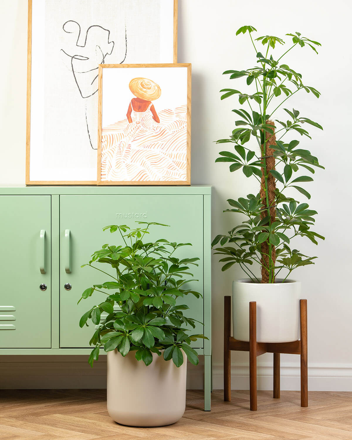 Green Umbrella Tree