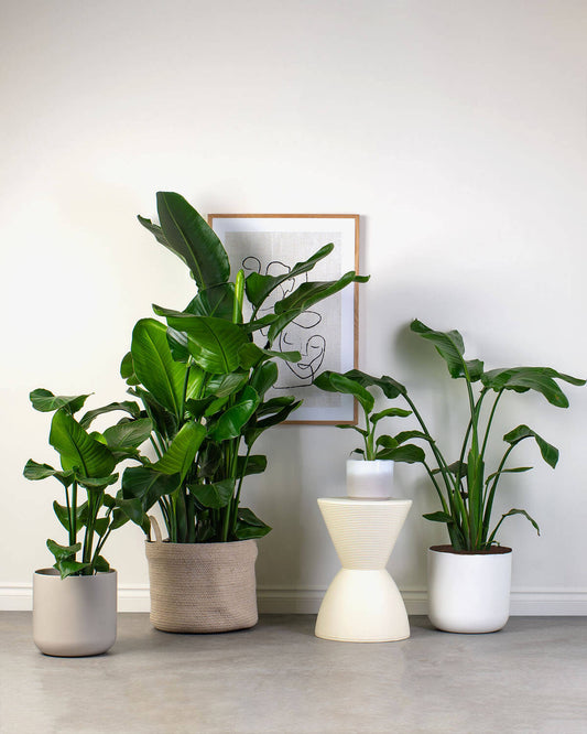 White Bird of Paradise