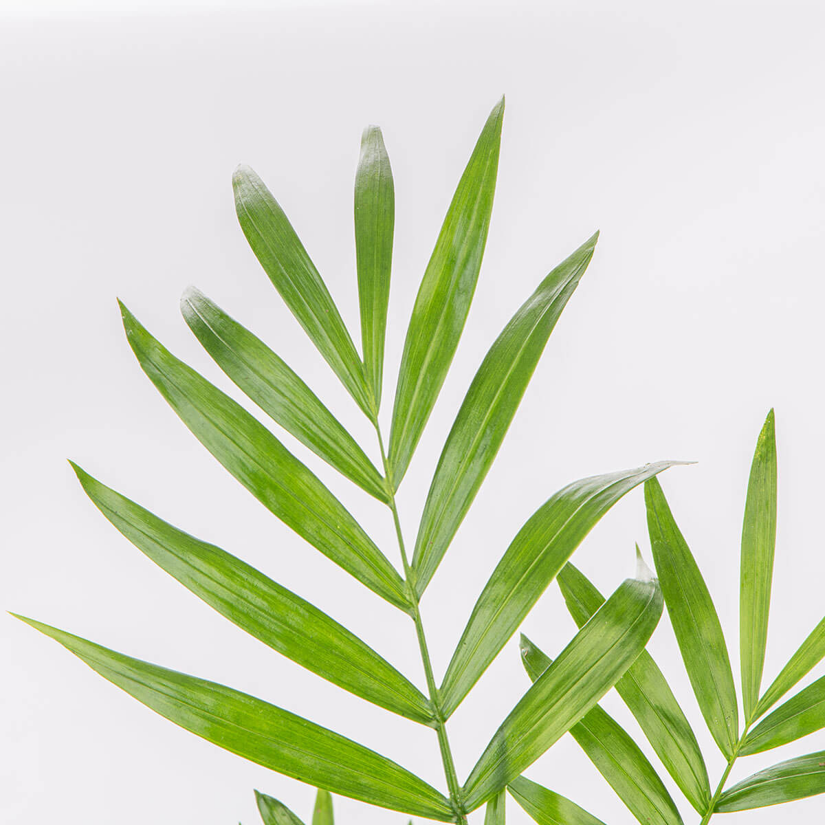 Parlour Palm