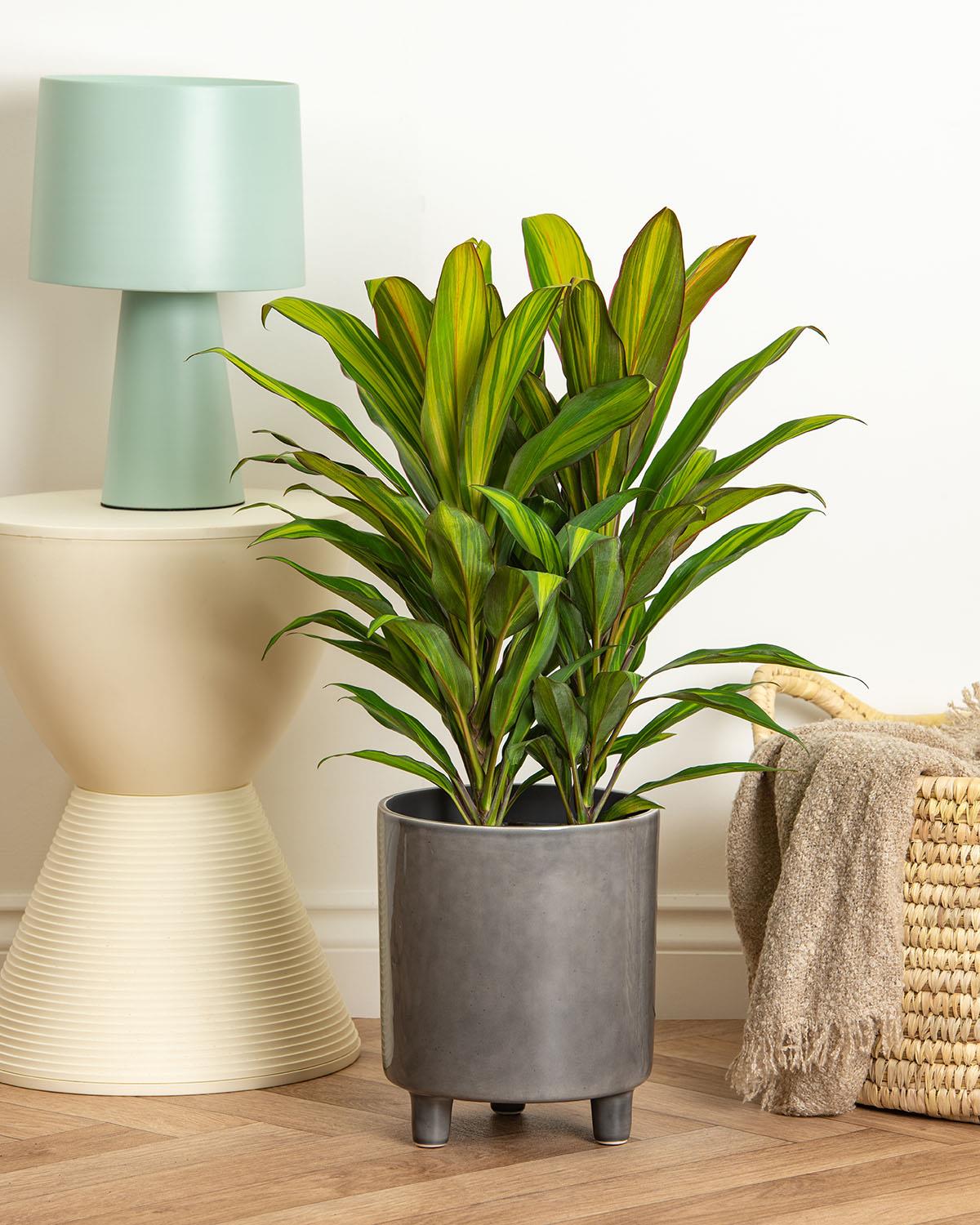 Cordyline Kiwi
