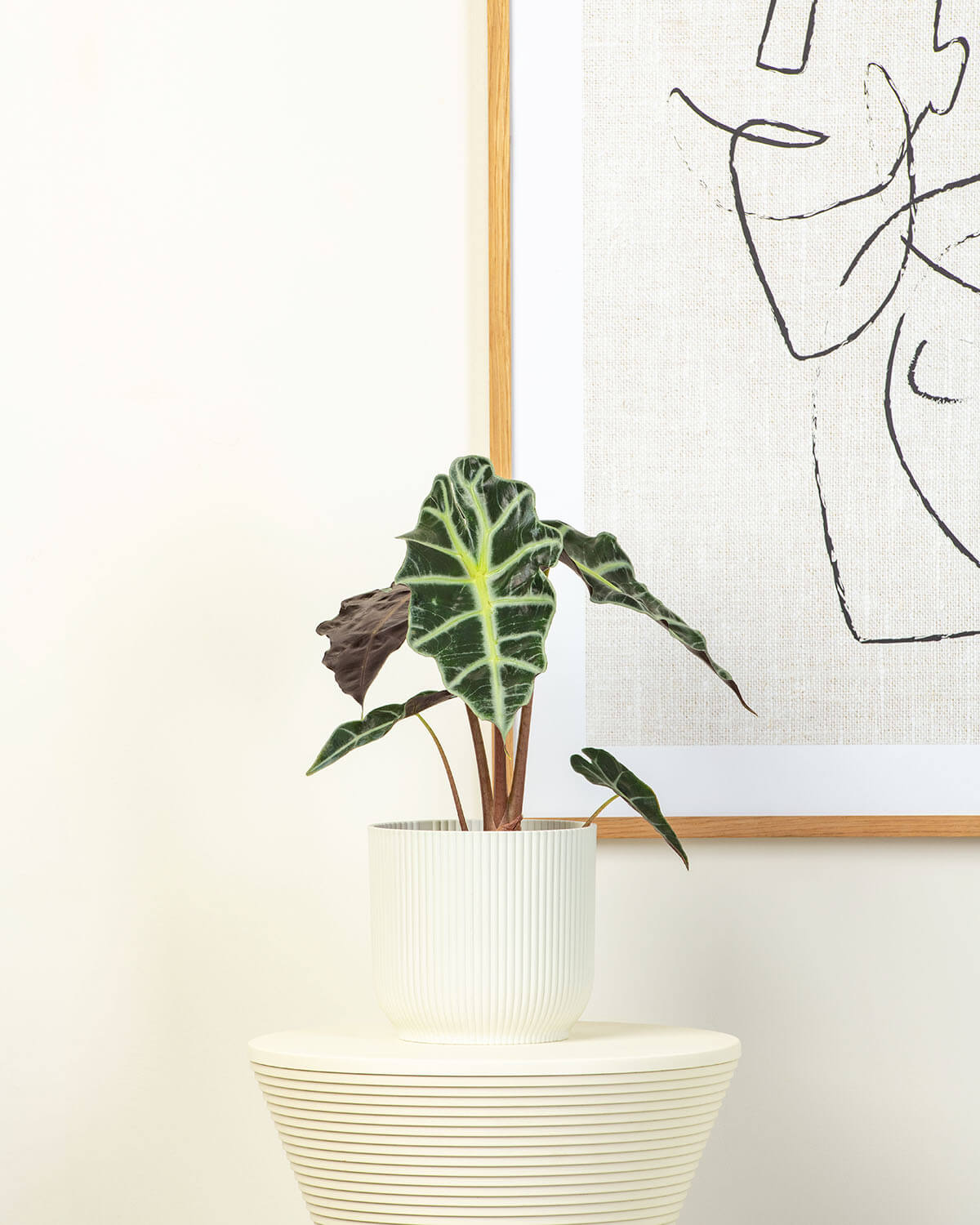 African Mask Plant