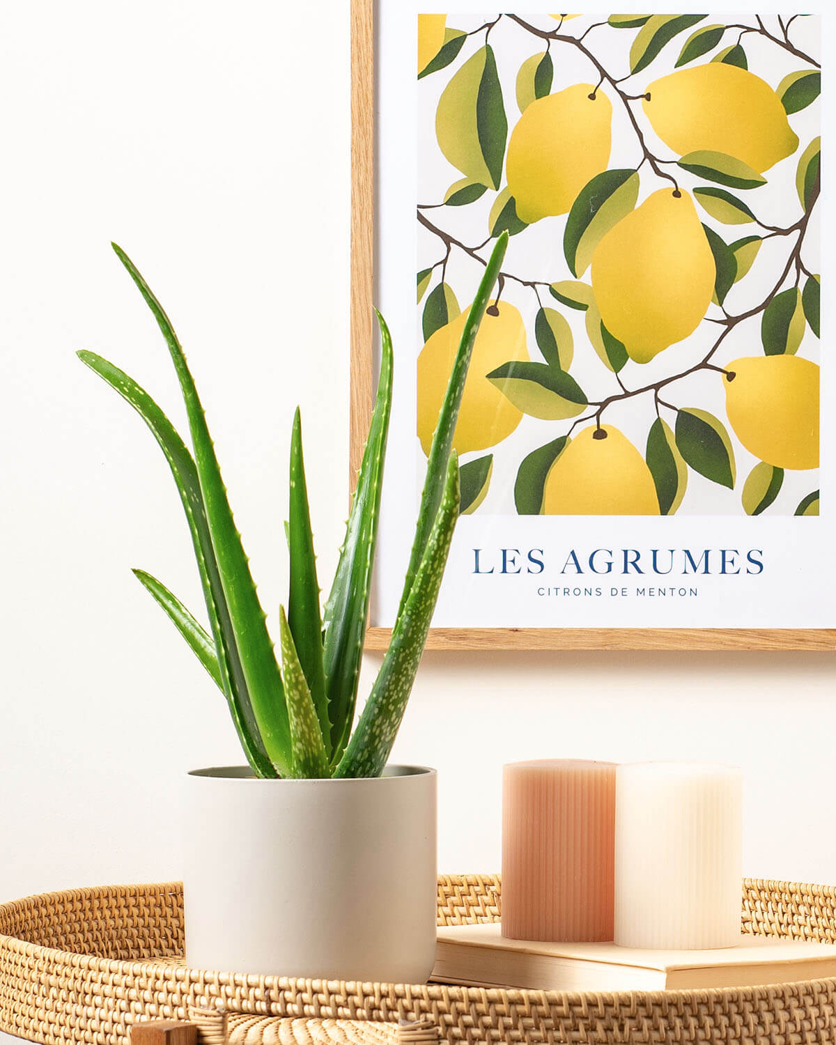 Aloe Vera