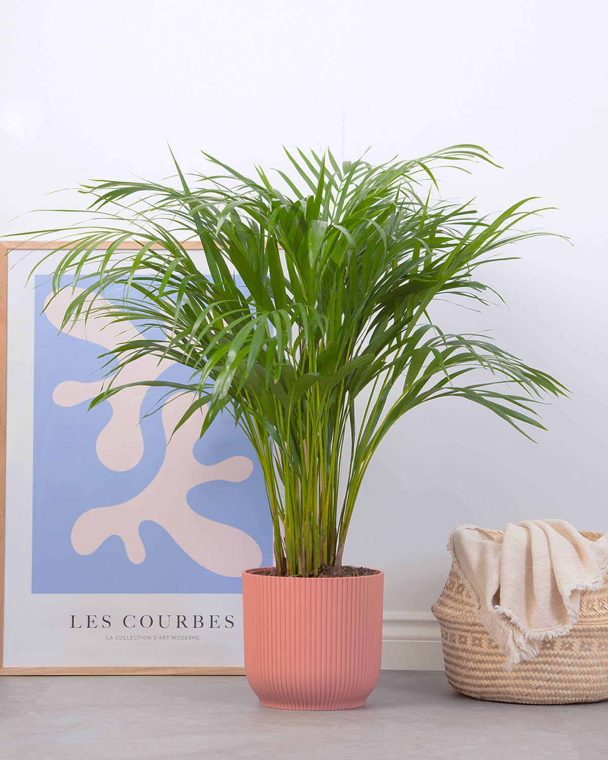 Areca Palm