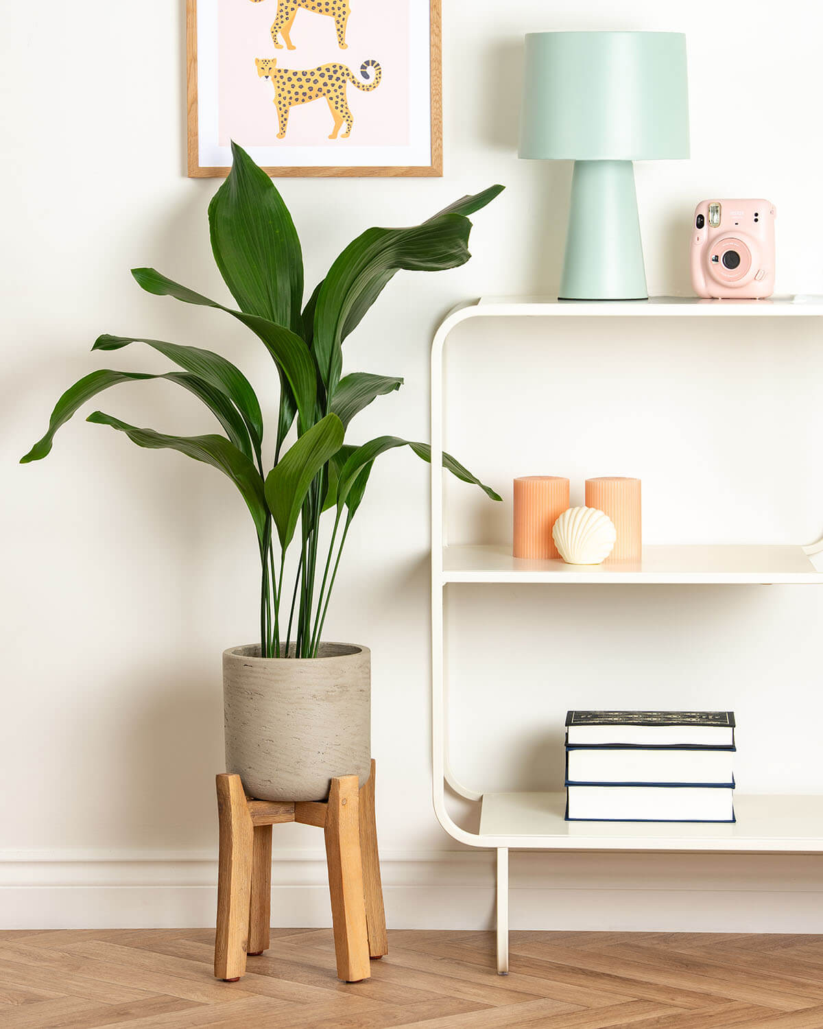 Cast Iron Plant
