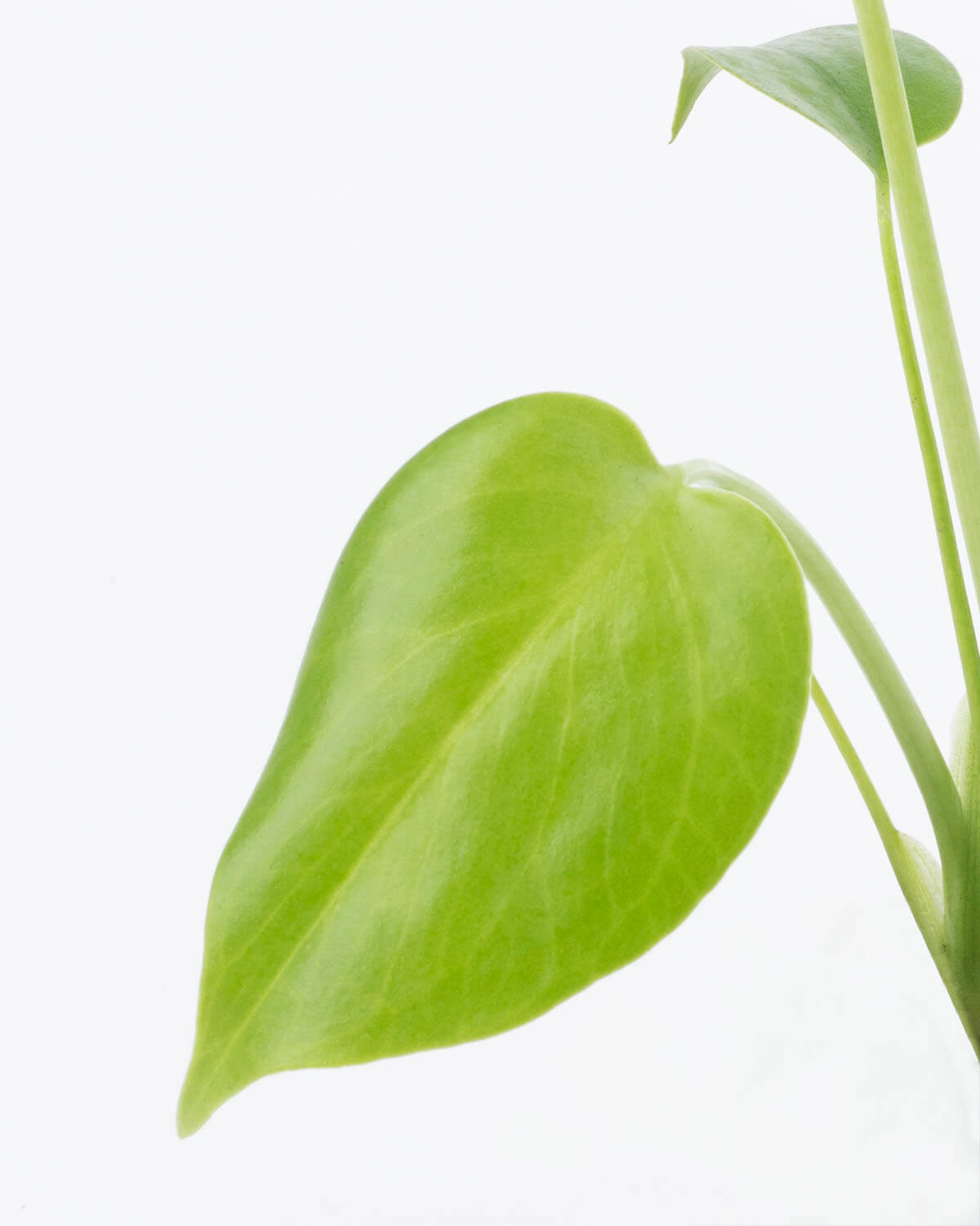 Lil' Swiss Cheese Plant