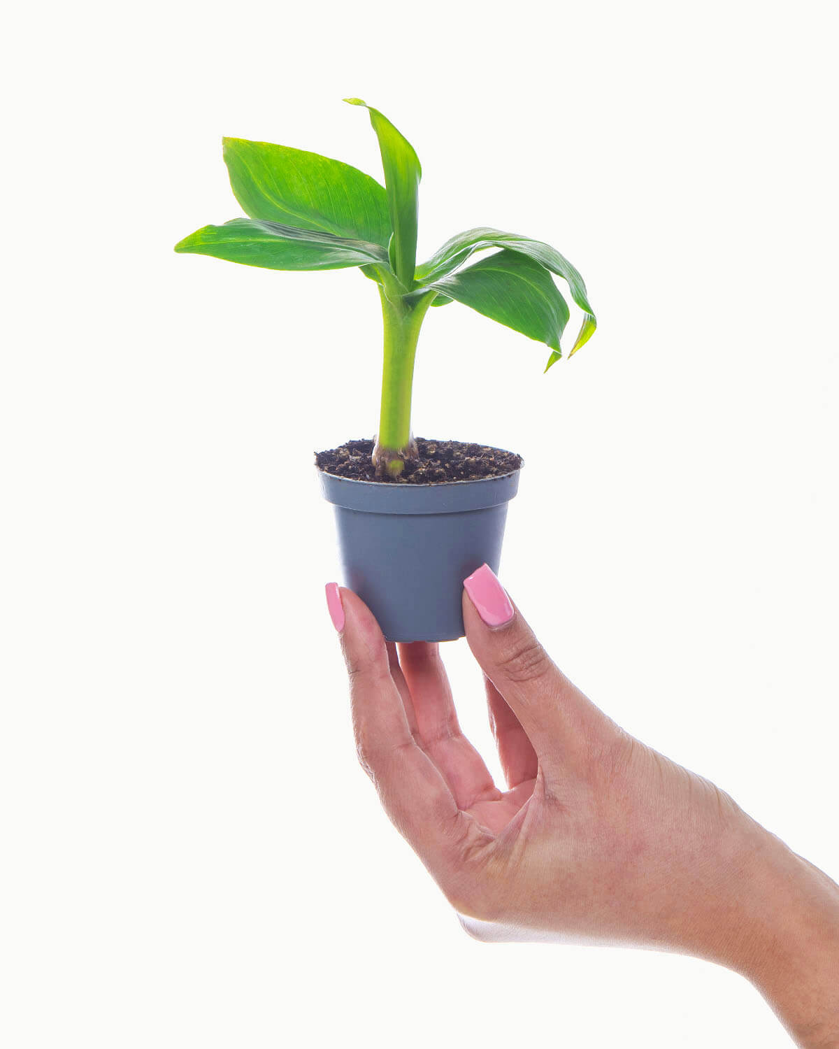 Lil' Banana Plant