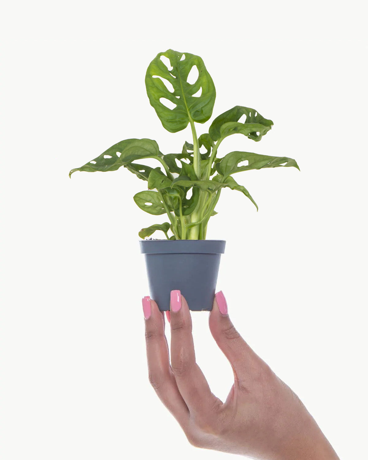 Lil' Monstera Obliqua