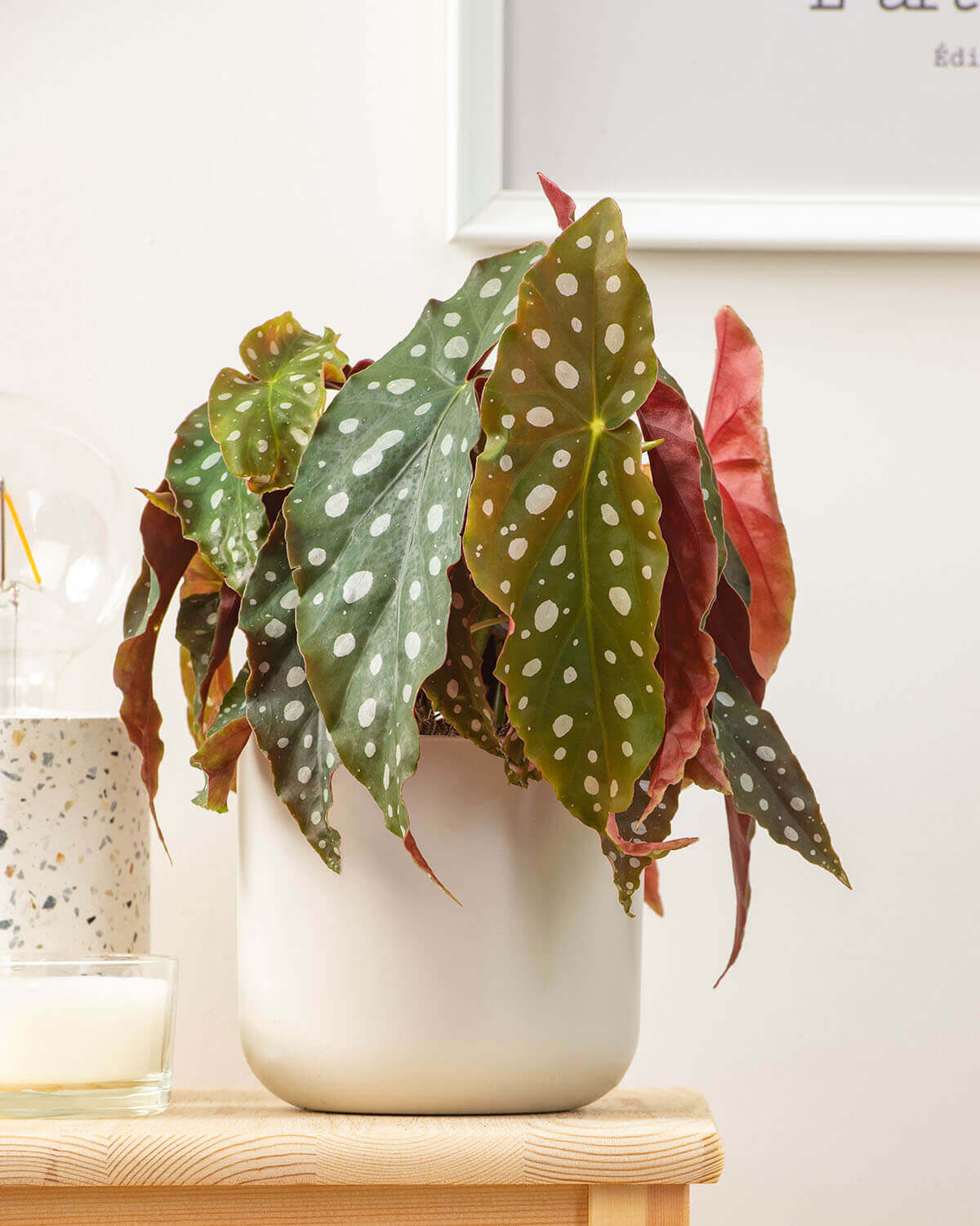 Polka Dot Begonia