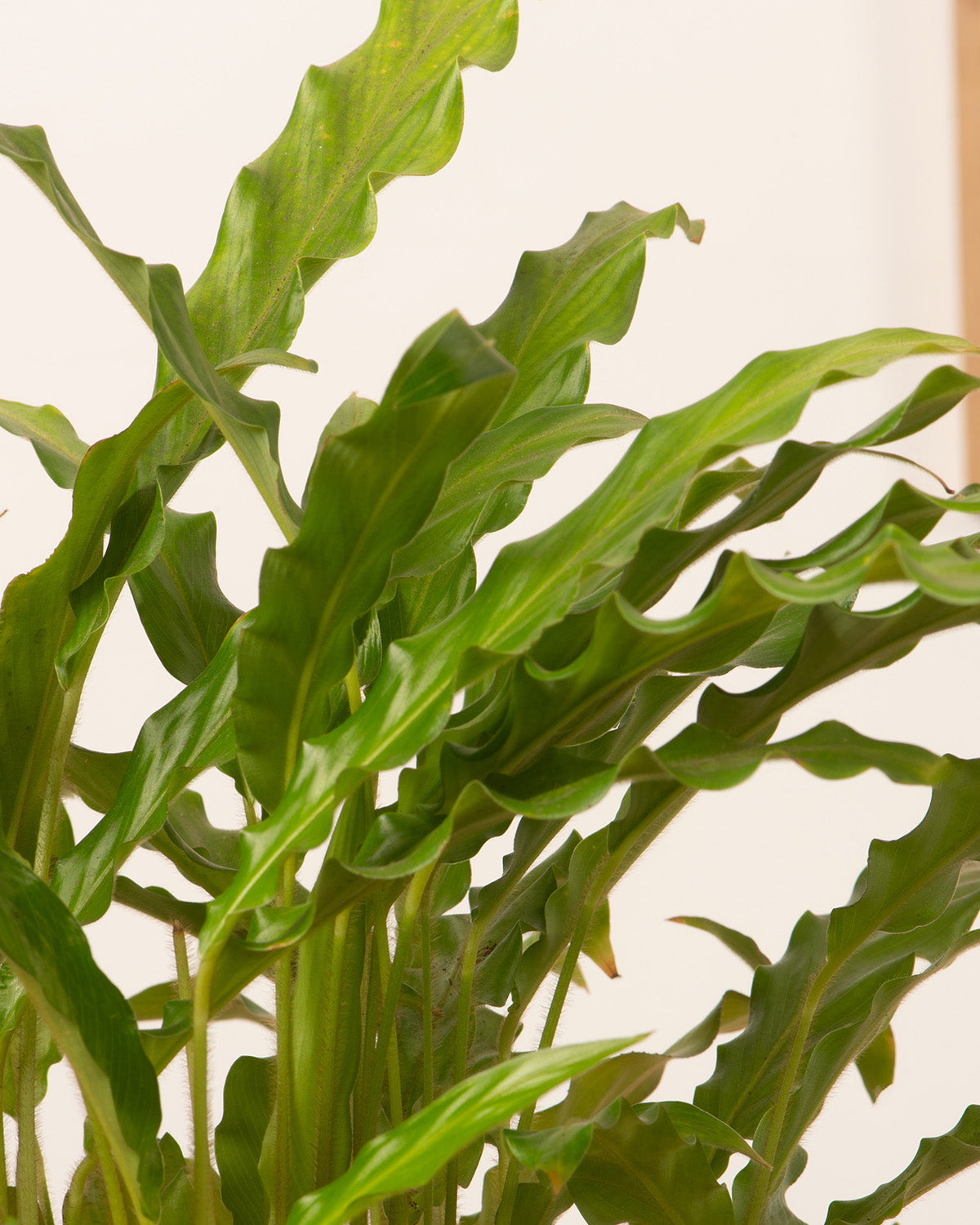 Blue Grass Plant