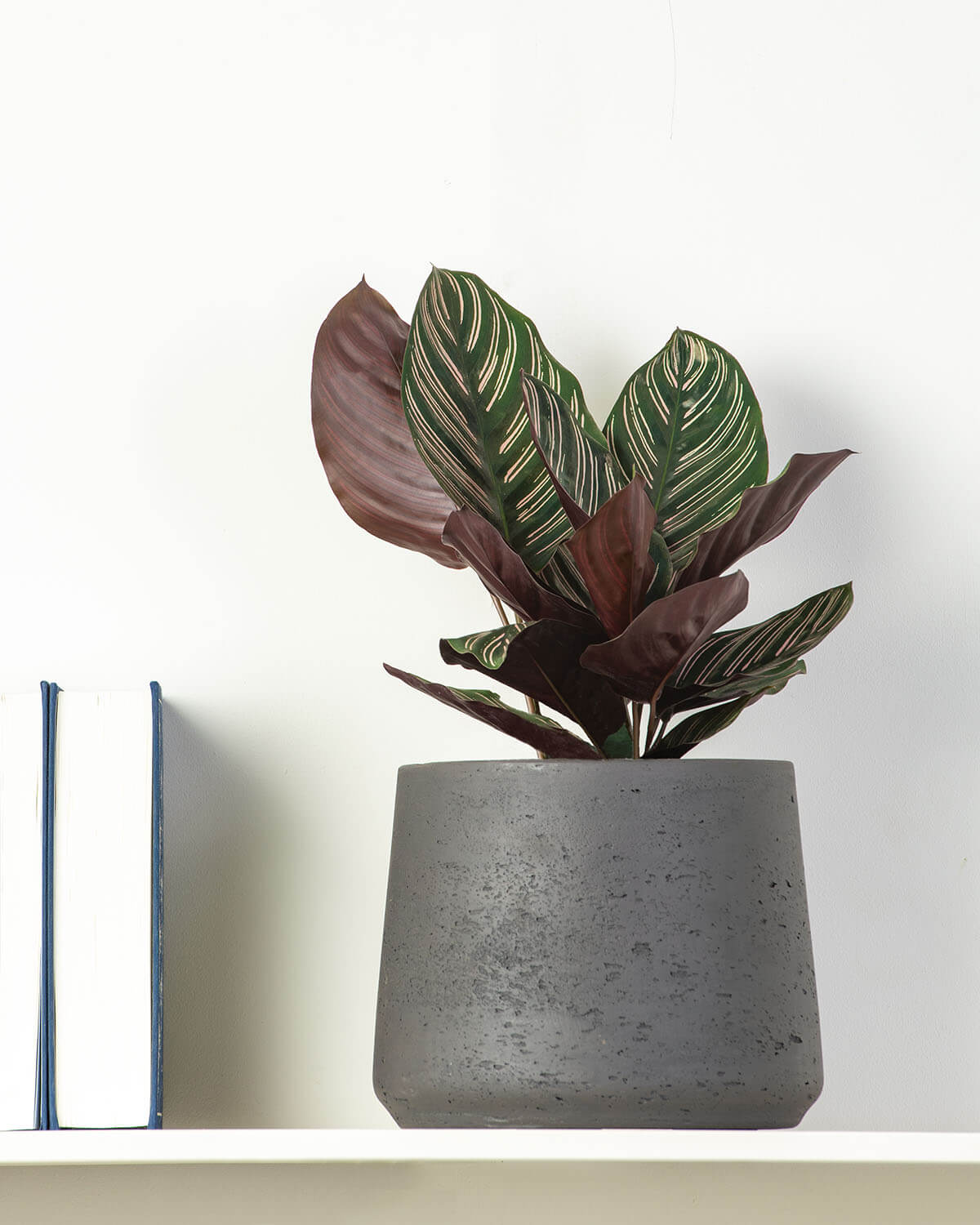 Ornata Prayer Plant