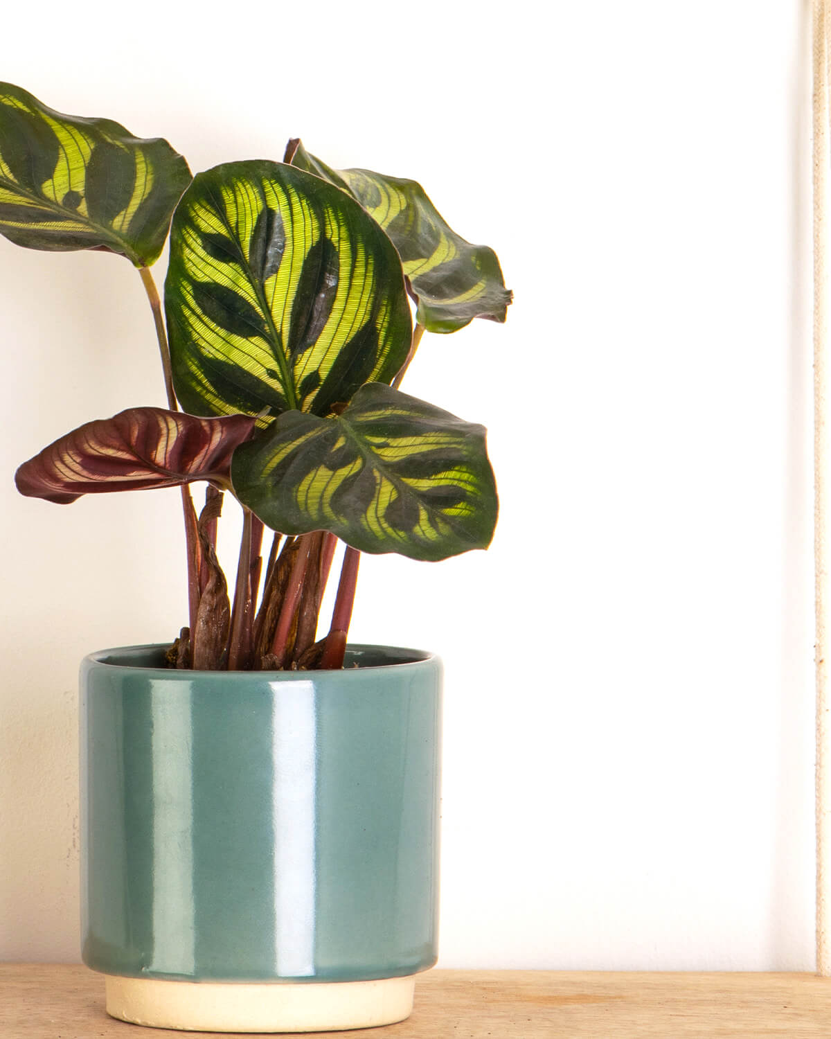 Lil' Makoyana Prayer Plant