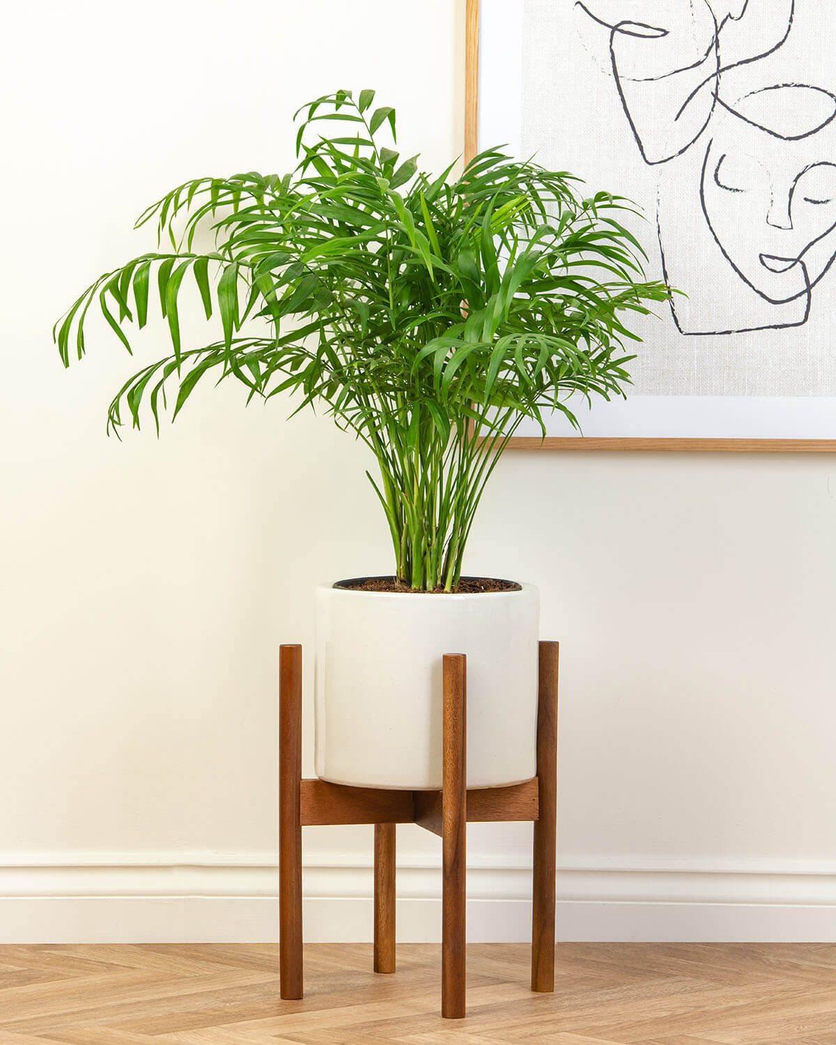 Parlour Palm