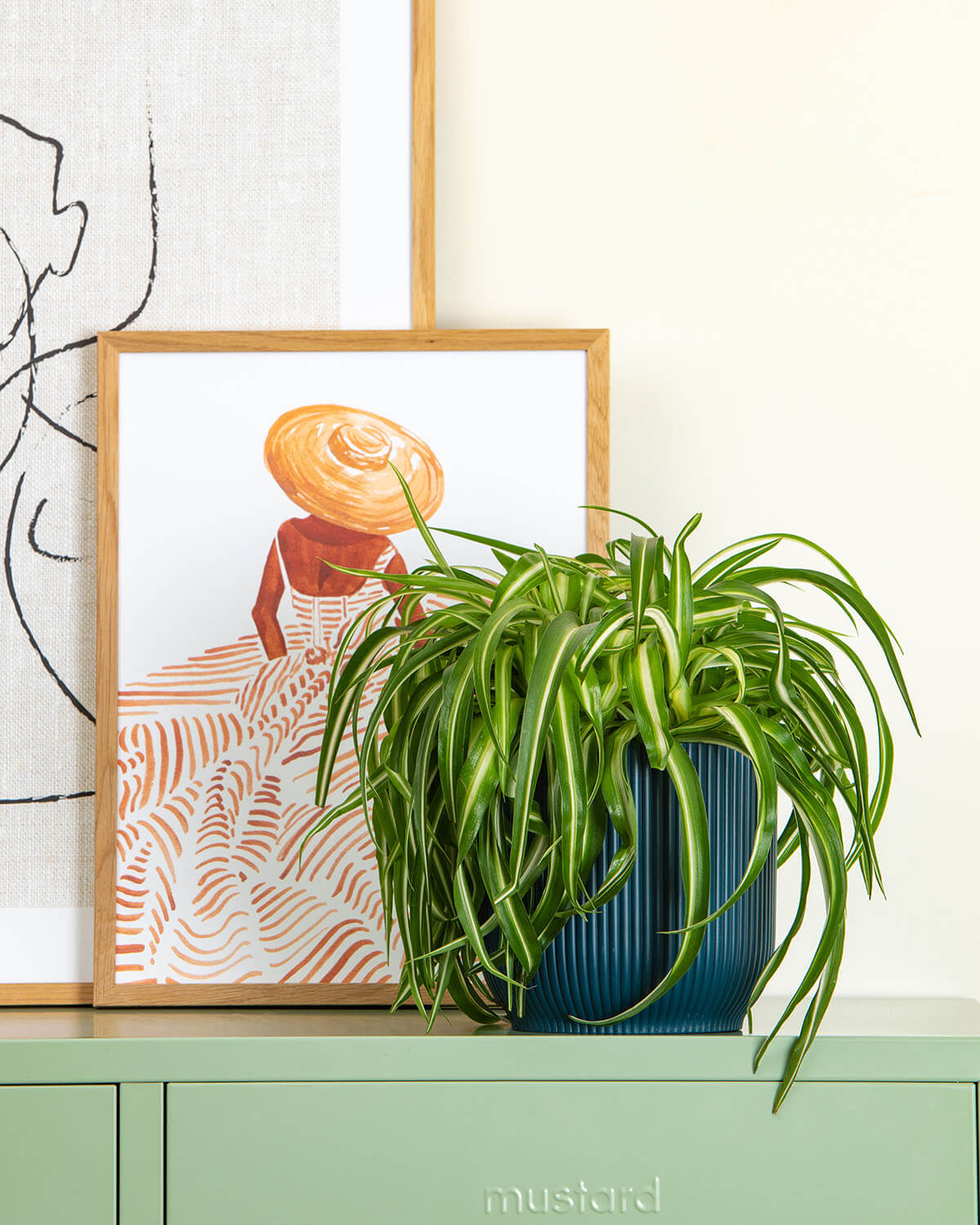 Curly Spider Plant