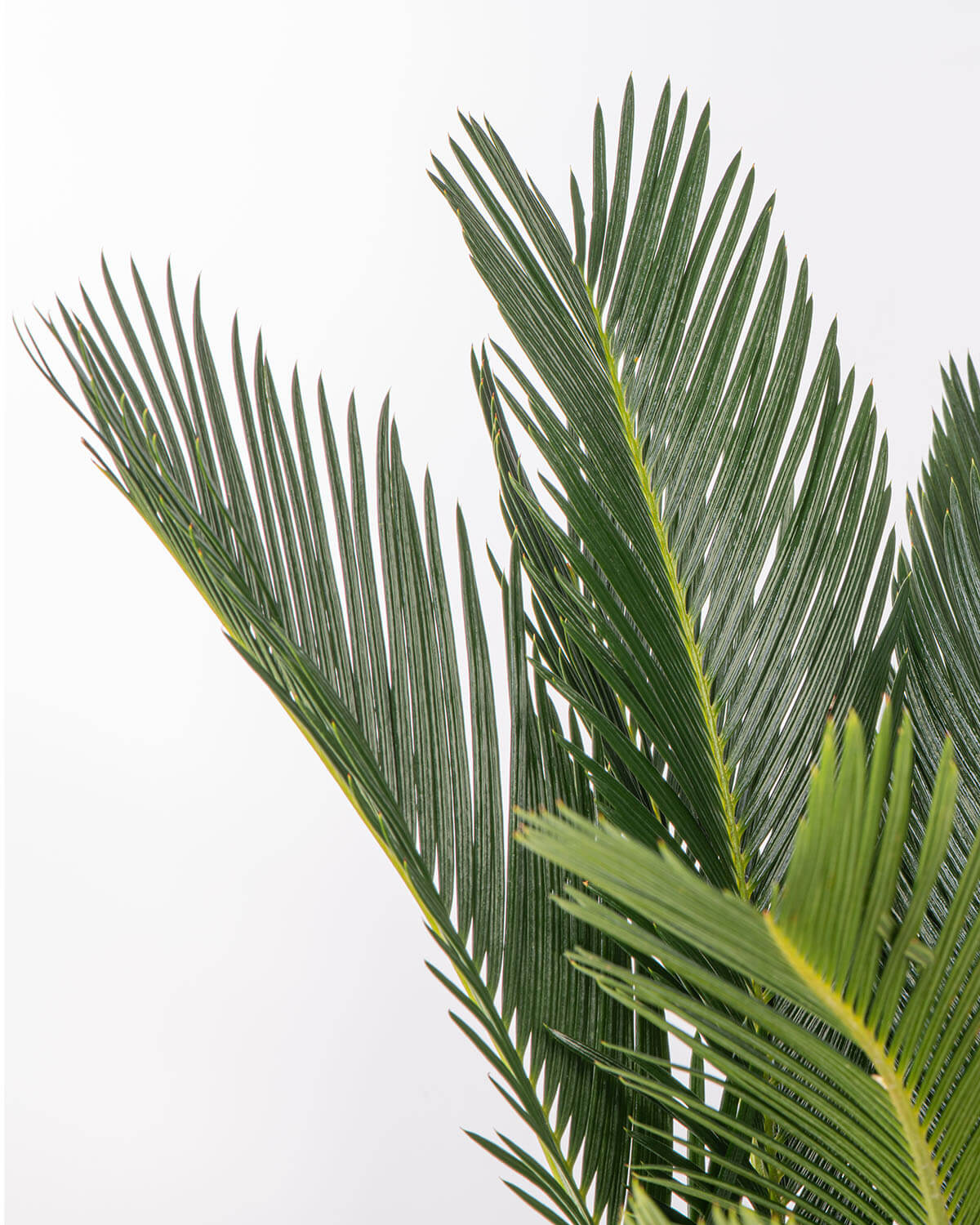 Sago Palm