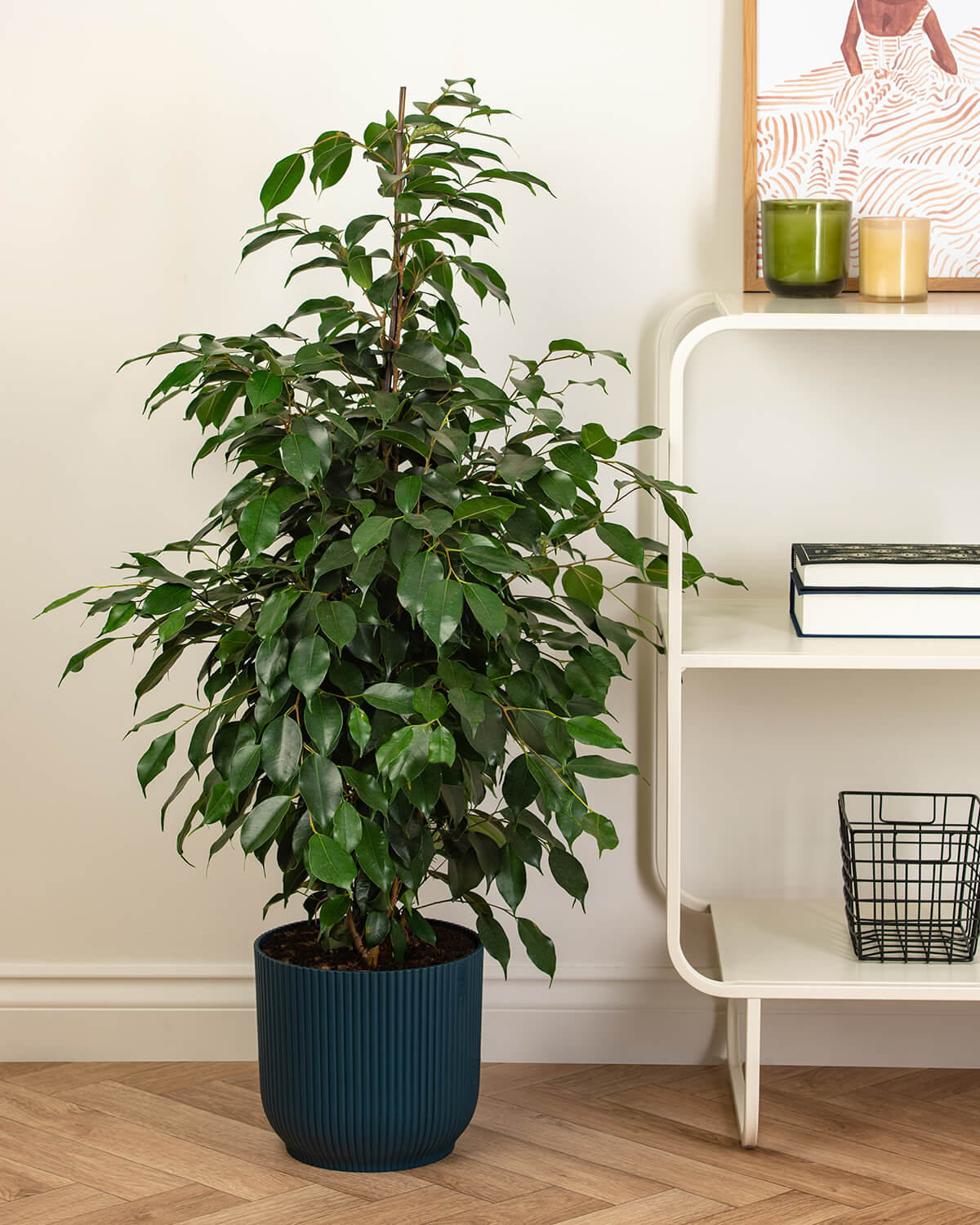 Weeping Fig