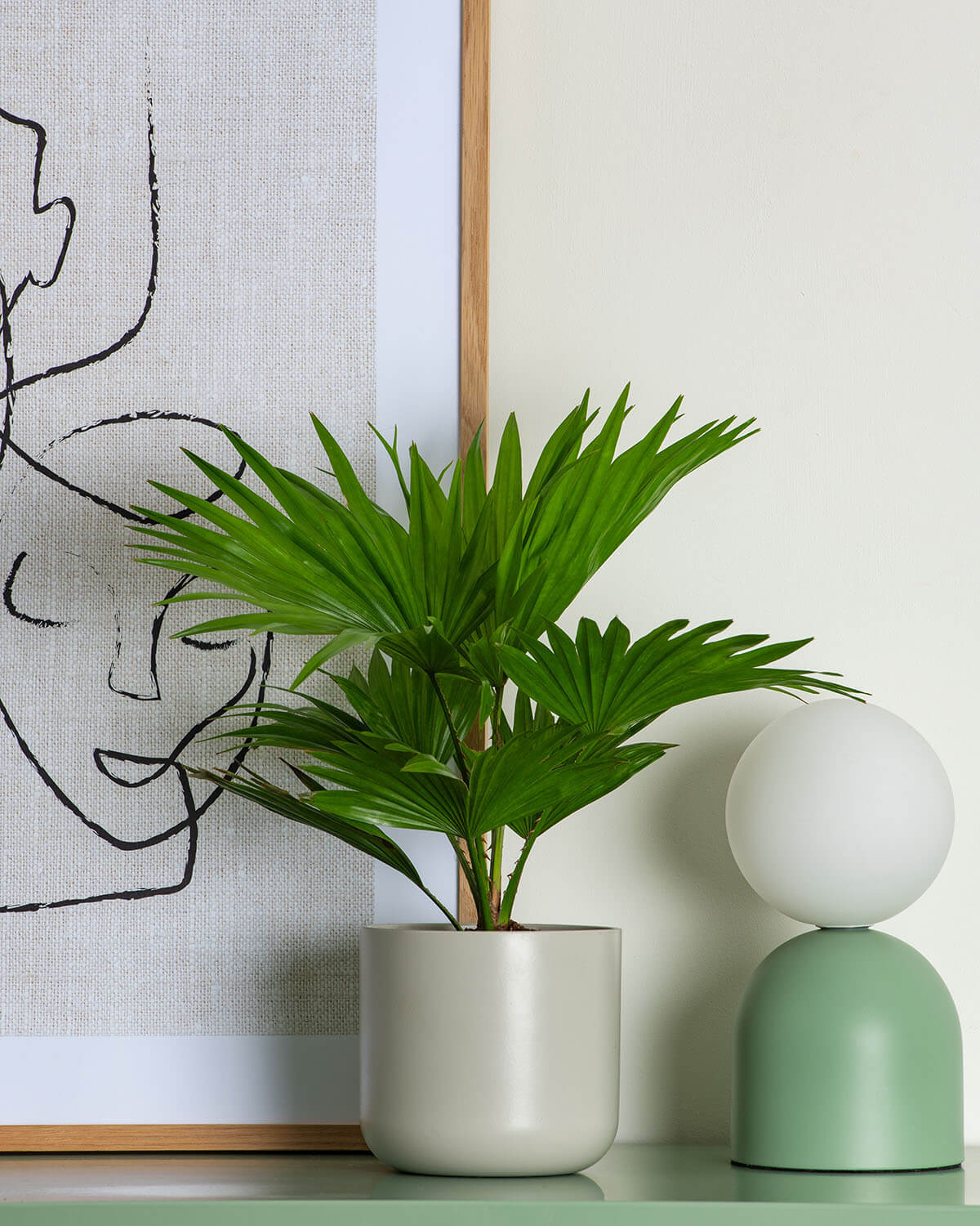 Footstool Palm