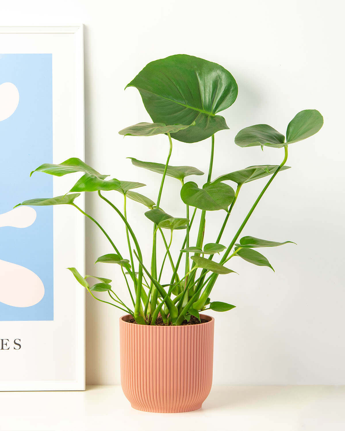 Swiss Cheese Plant