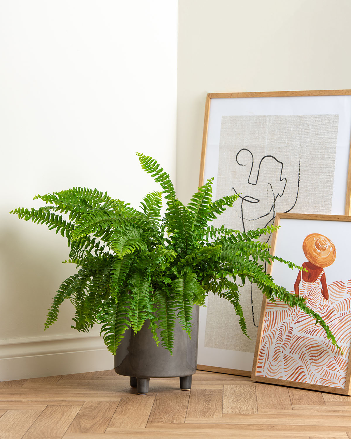 Boston Fern